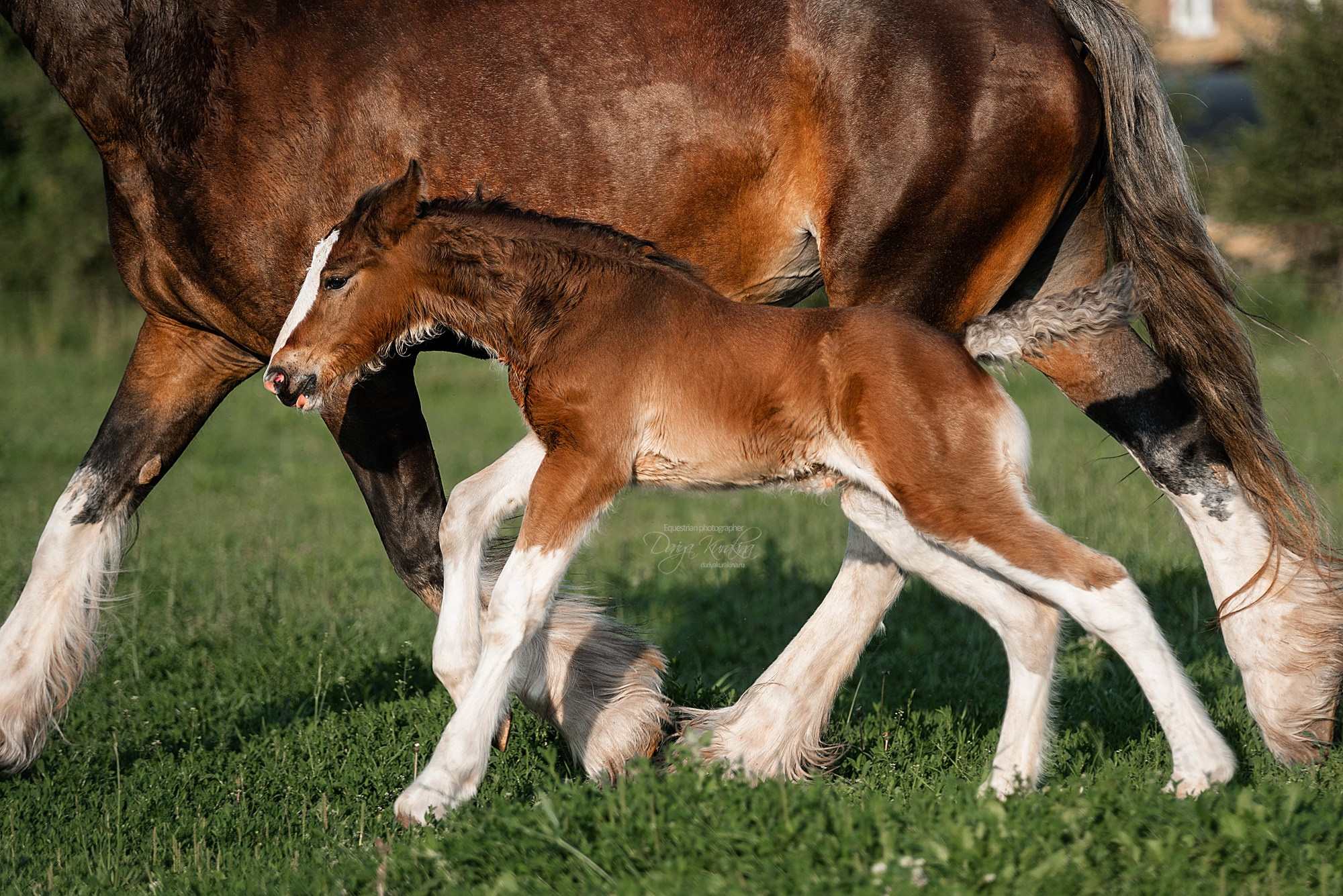 Рапунцель и Квини. Конный фотограф Куракина Дарья • Фотосессии с лошадьми