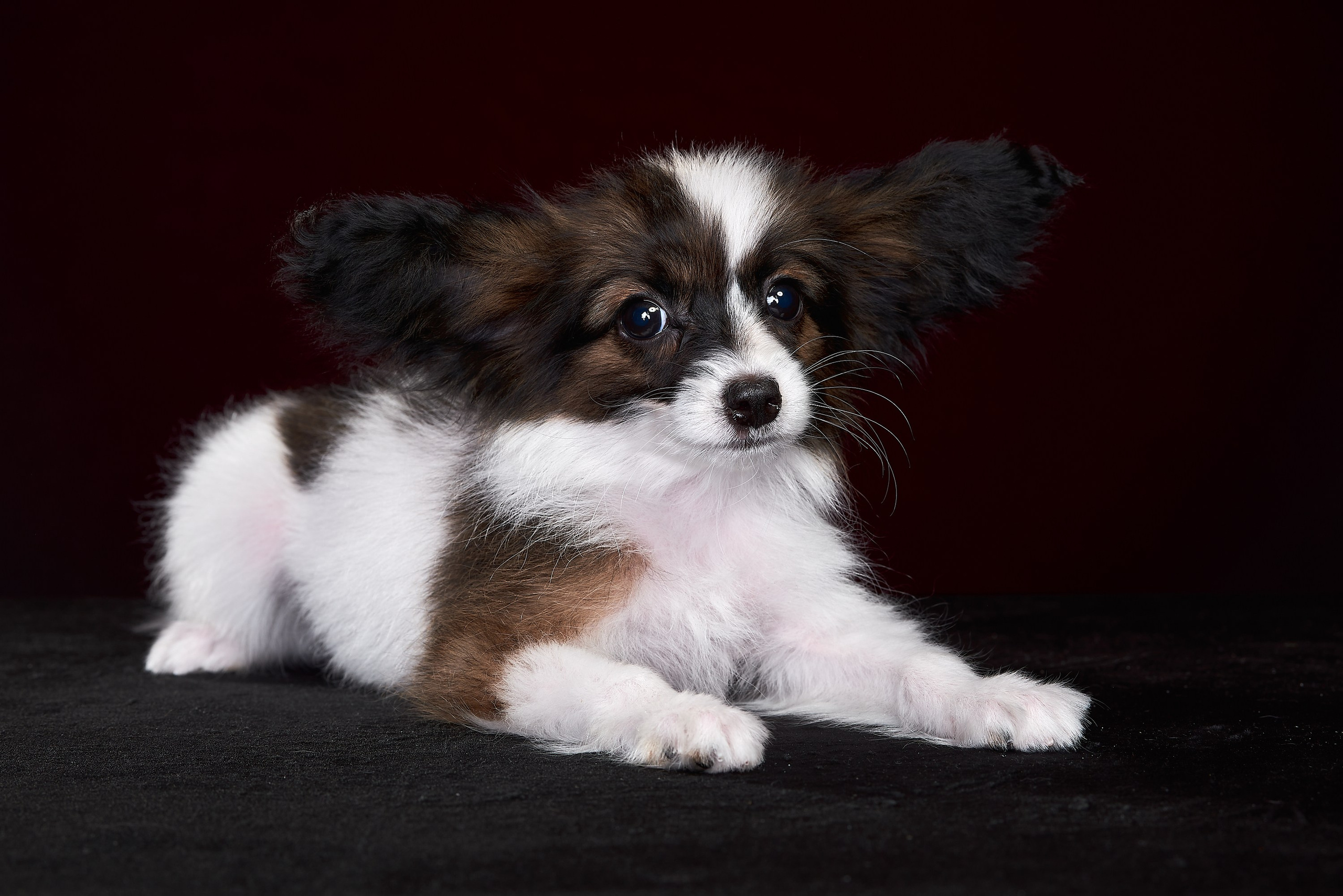 Фотосъемка животных