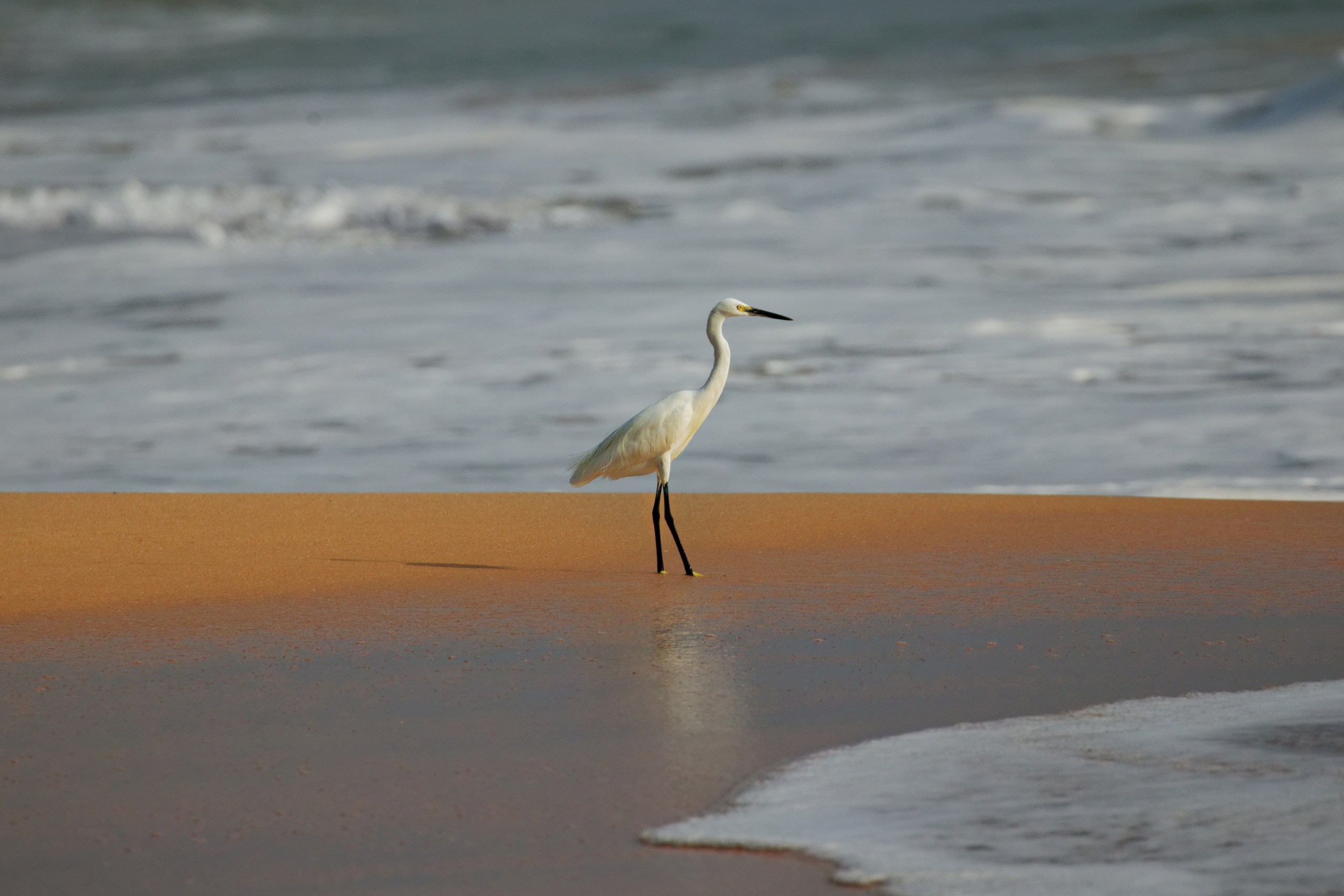 ПРИРОДА. Слепки времени. Фотографии природы и событий. Москва. Сергей Аллагулов