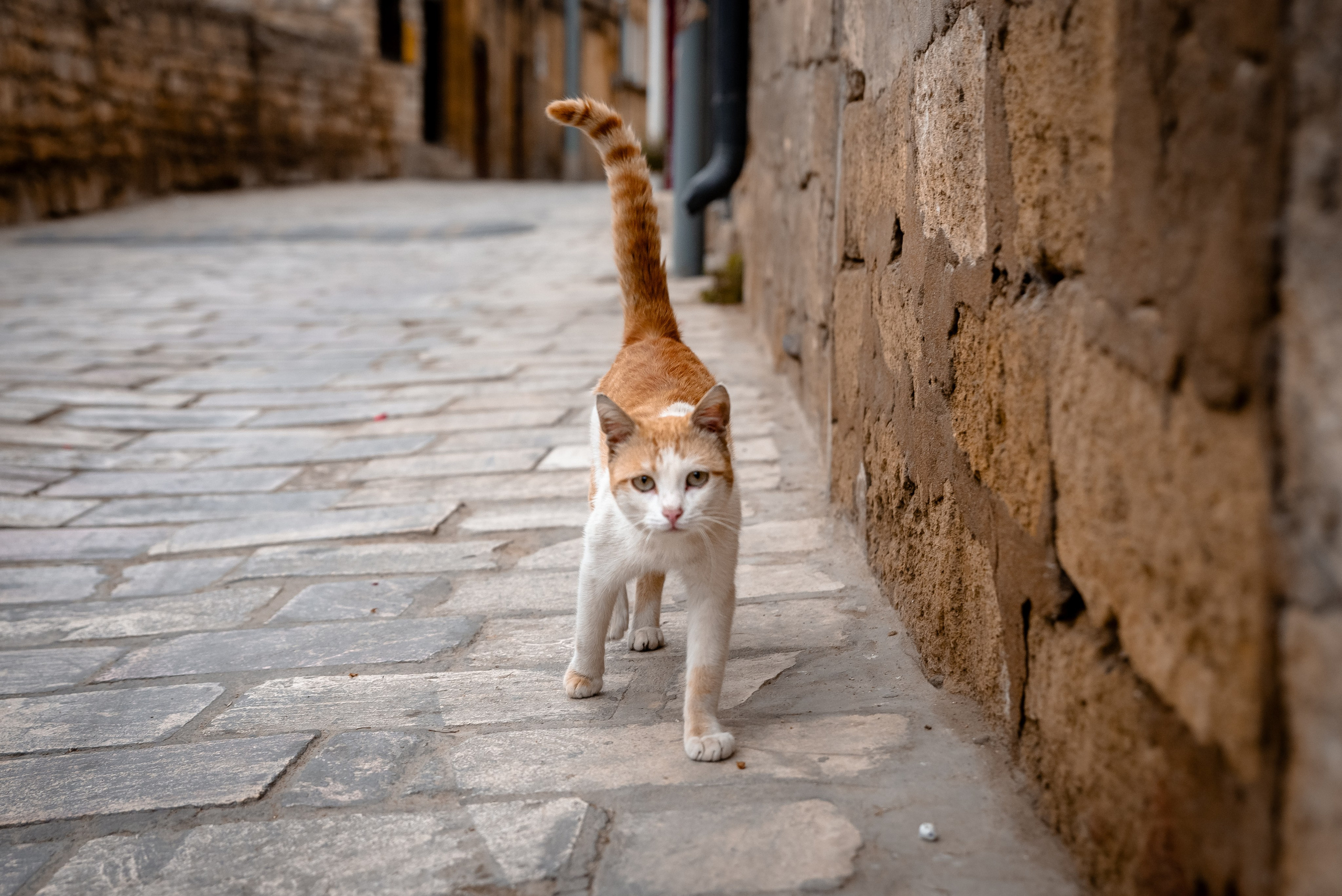 Дагестан. Фотограф Крещение Венчание Москва