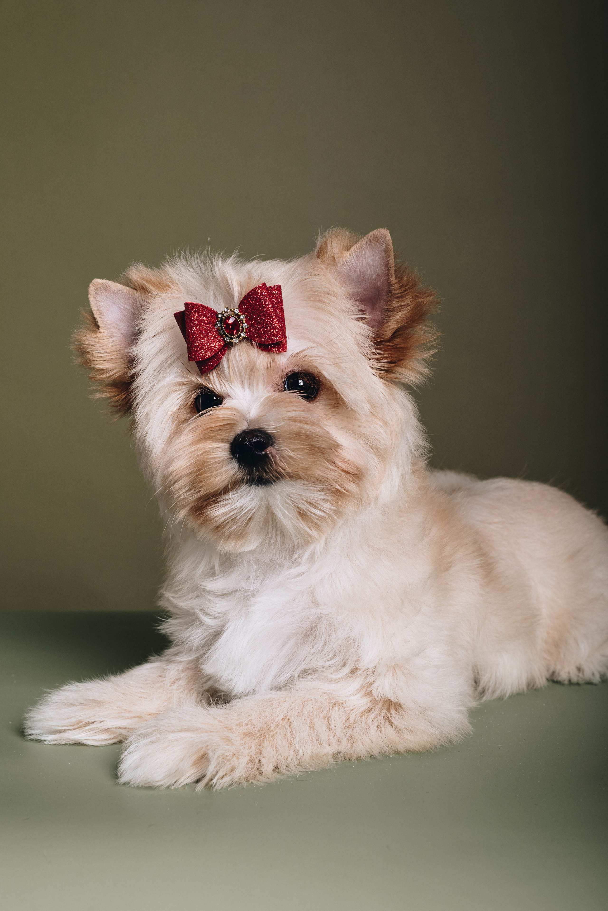 Russian Salon Dog. Natalia Finch Photography — Family, Kids & Pet Photographer in Chicago, IL