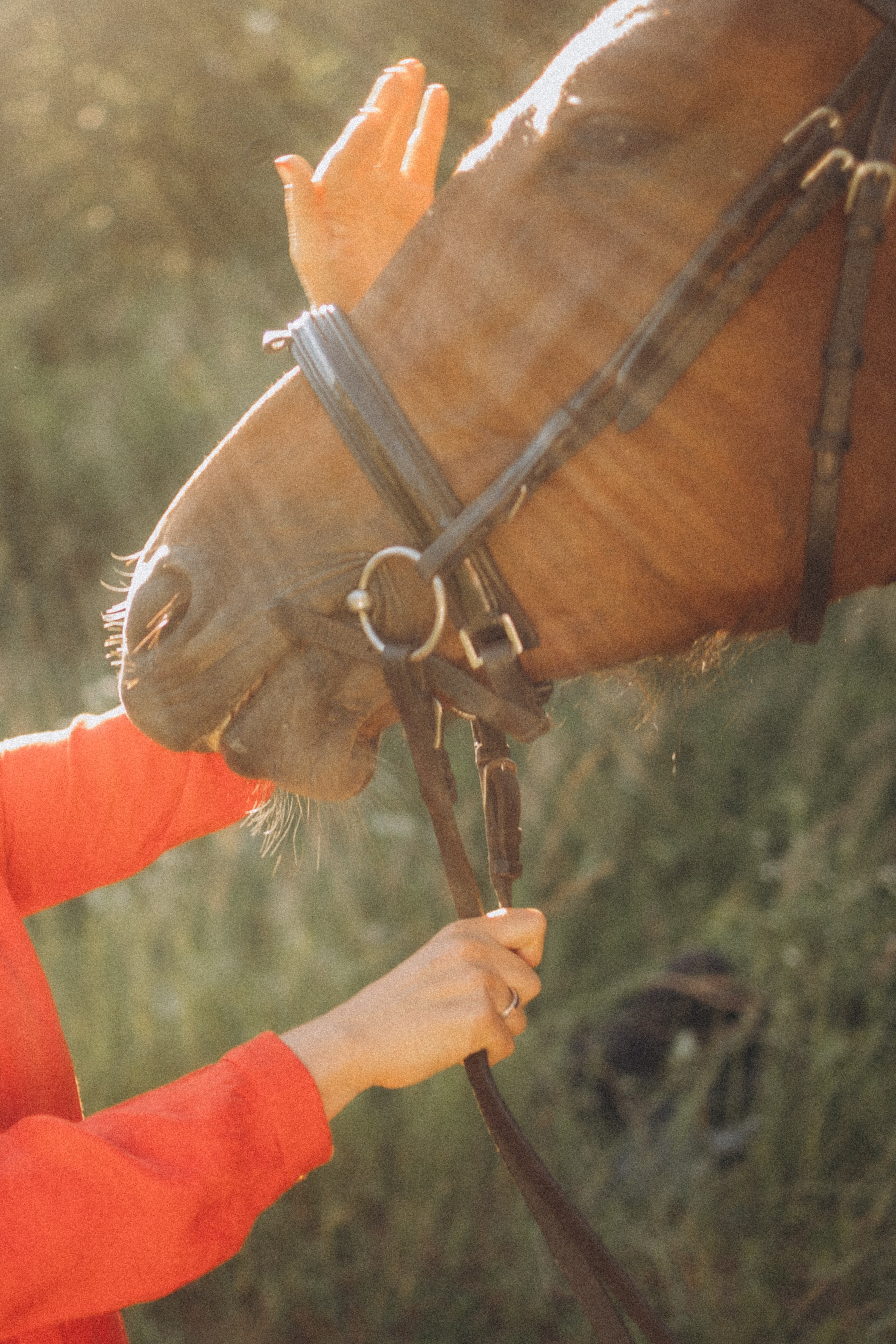 А в деревни лошади. Фотограф Москва Светлана Кирюшина