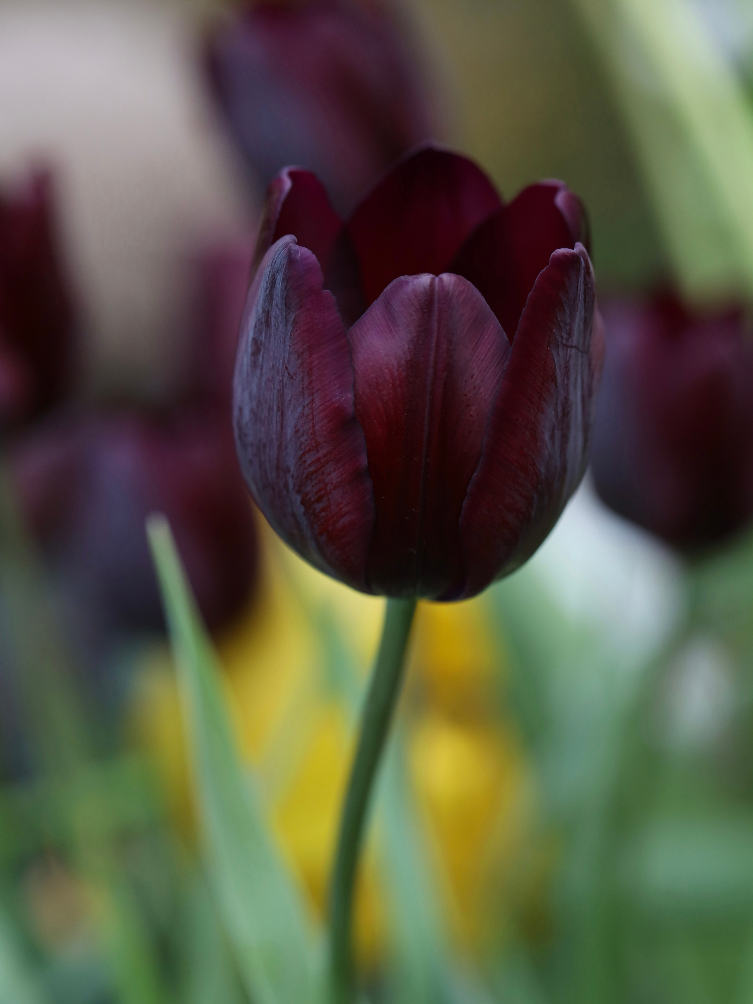 Фотографии весенних цветов. Фотосессии и репортаж — Фотограф в Москве — Рина Серёгина