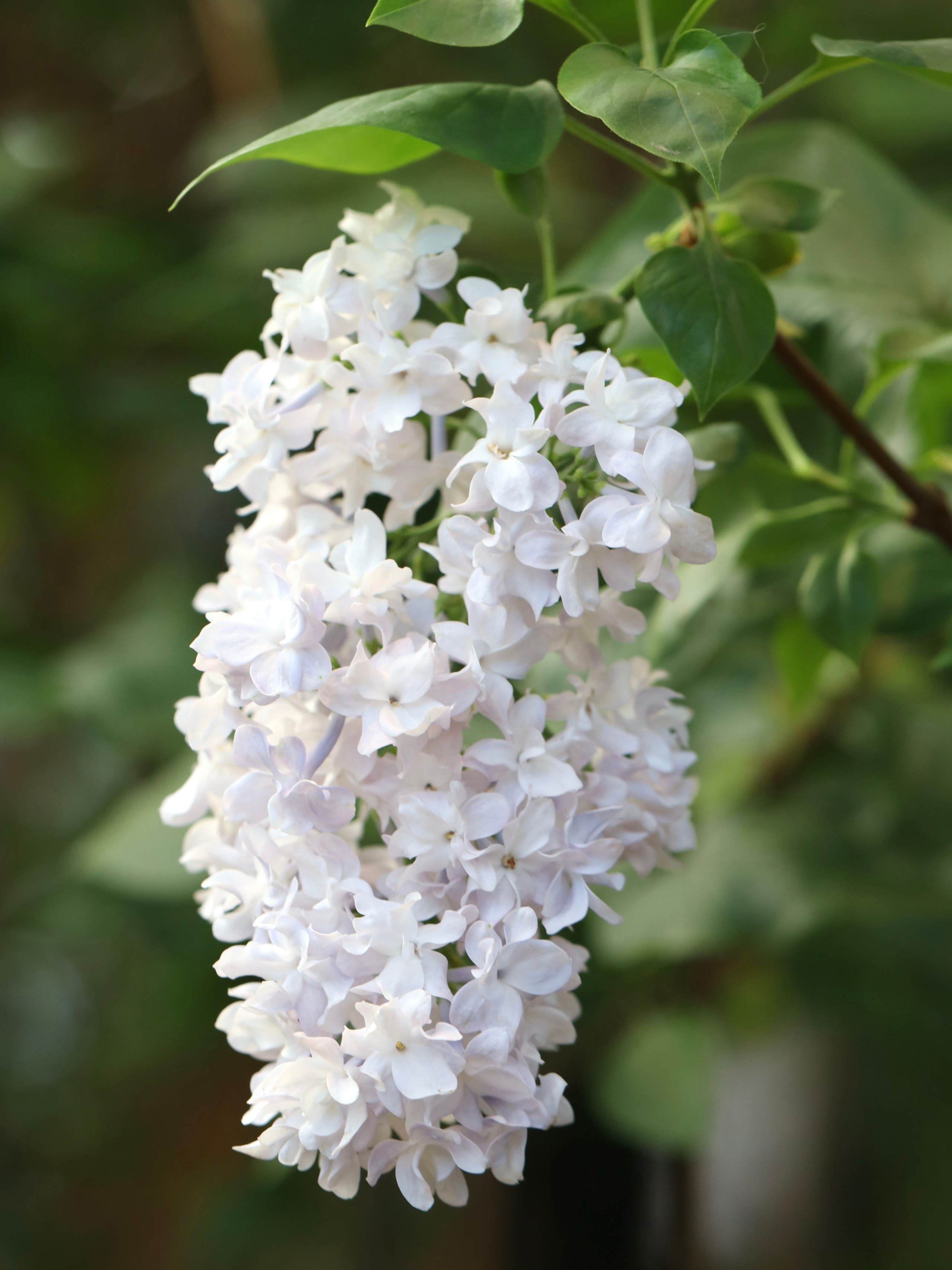 Фотографии весенних цветов. Фотосессии и репортаж — Фотограф в Москве — Рина Серёгина