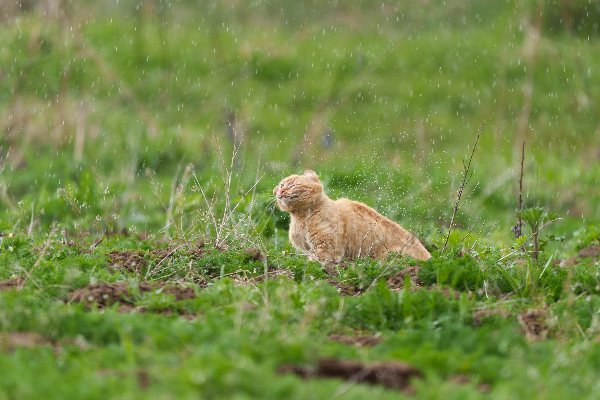 Животные. Ваш личный фотограф Марина Волкова