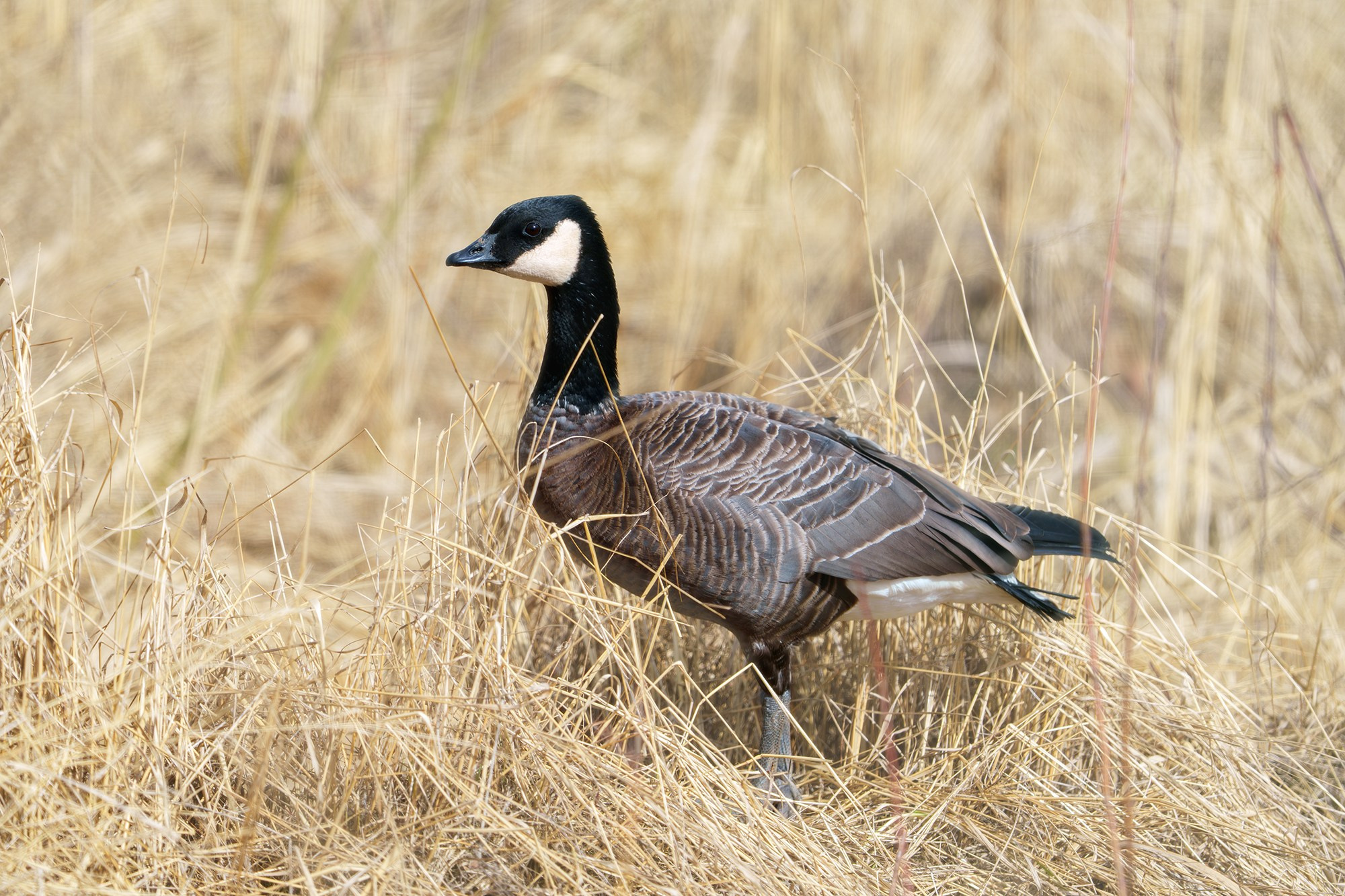 Удивительные мир птиц. Вокруг нас столько прекрасного — присмотритесь!. Ваш личный фотограф Марина Волкова