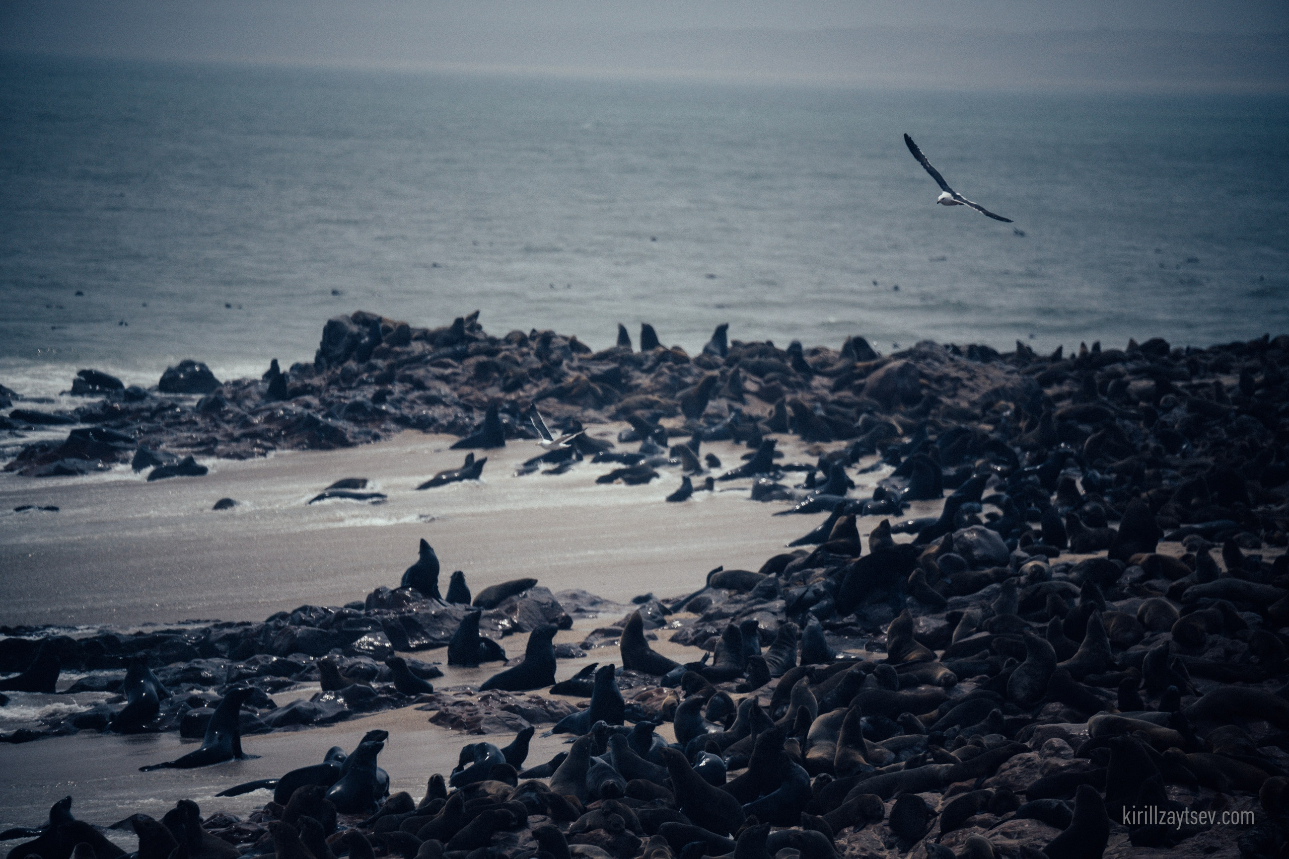 Жизнь. Профессиональный фотограф Кирилл Зайцев