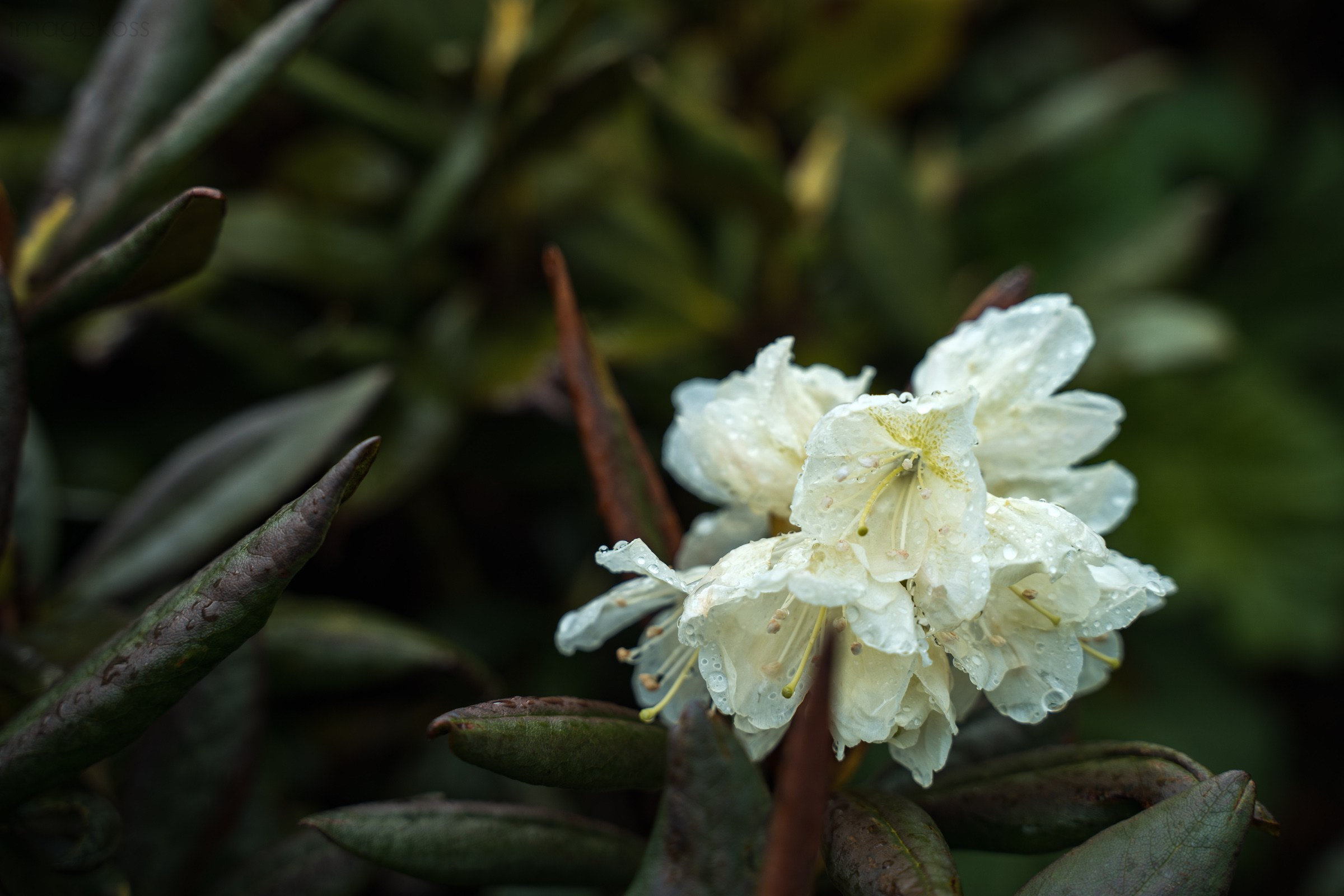 Адыгея. Большой Тхач. Фотограф в поход и восхождение на Эльбрус Игорь Косарев