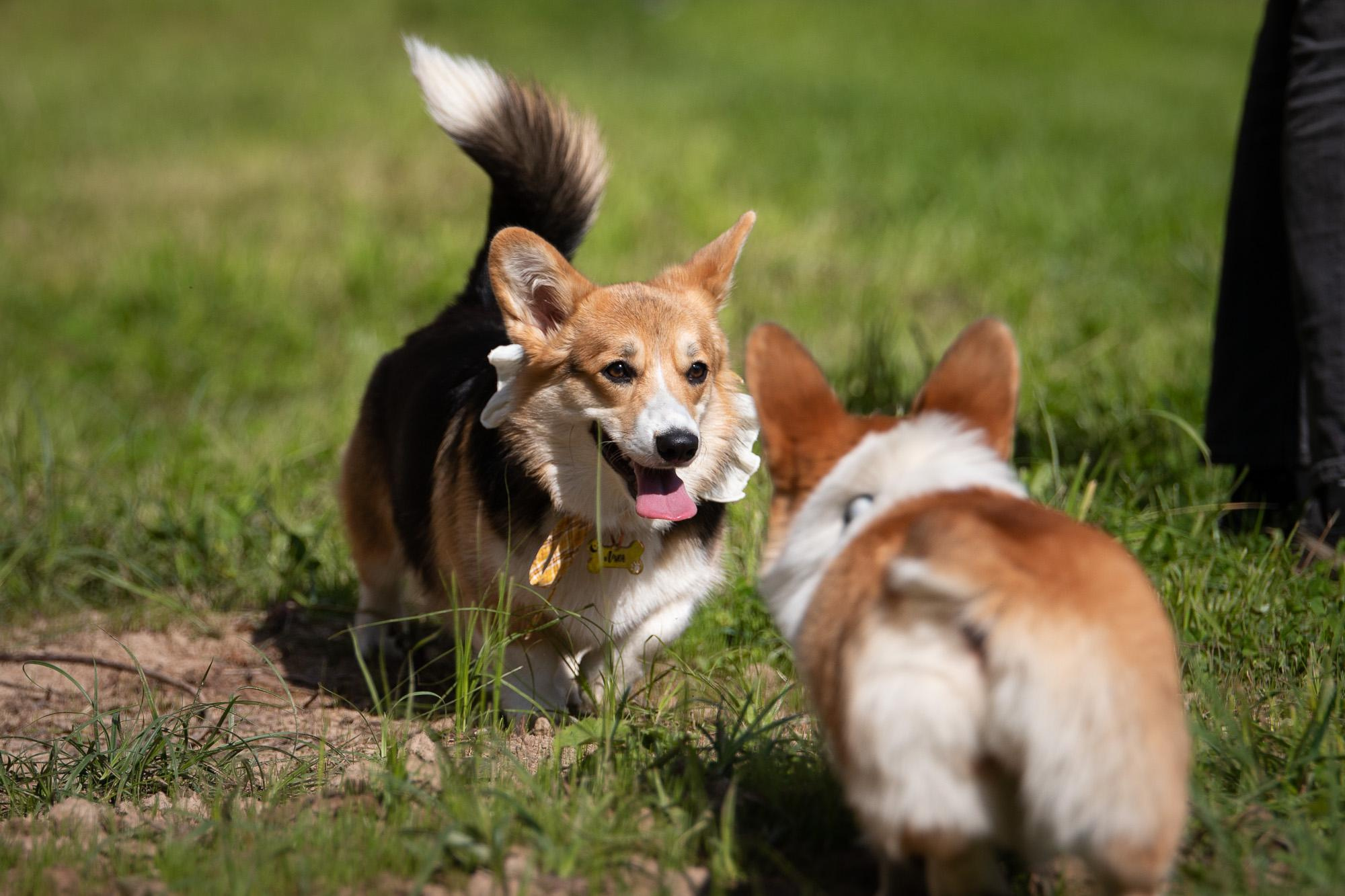 Репортаж с КоргиФеста в Гребнево. Фотограф анималист, семейный фотограф, фотограф собак Комратова Мария. г. Москва