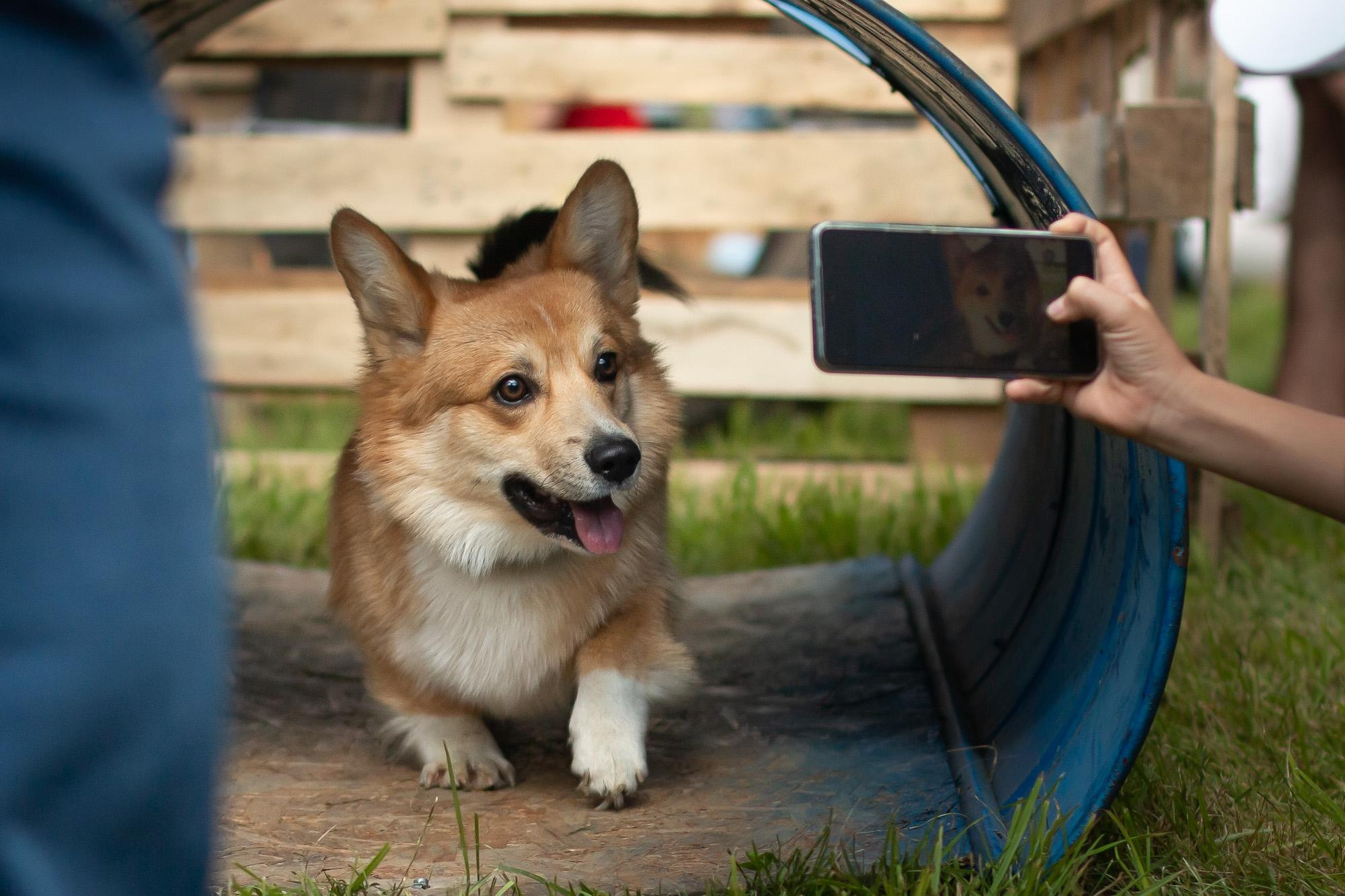 Репортаж с КоргиФеста в Гребнево. Фотограф анималист, семейный фотограф, фотограф собак Комратова Мария. г. Москва