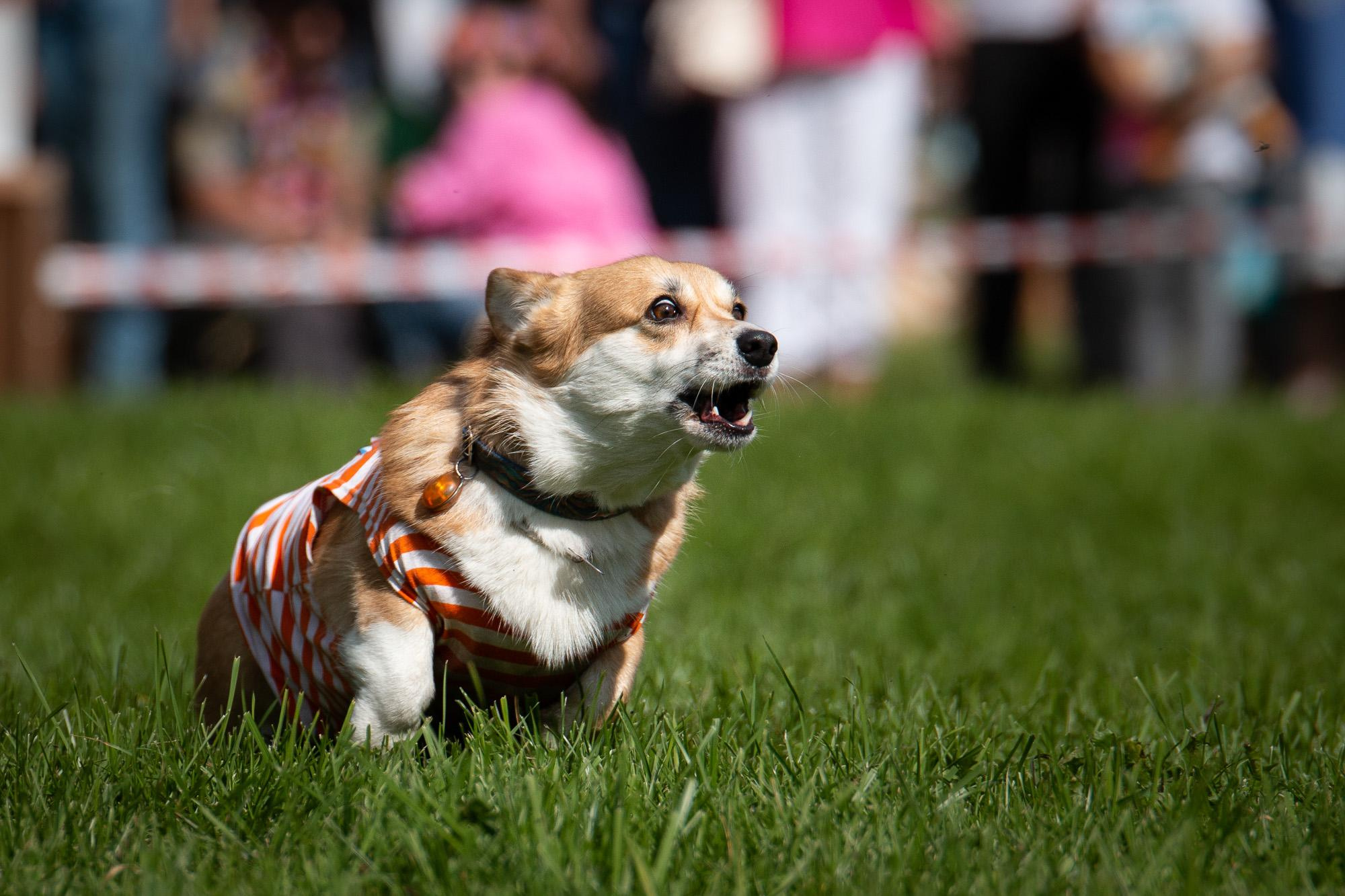 Репортаж с КоргиФеста в Гребнево. Фотограф анималист, семейный фотограф, фотограф собак Комратова Мария. г. Москва