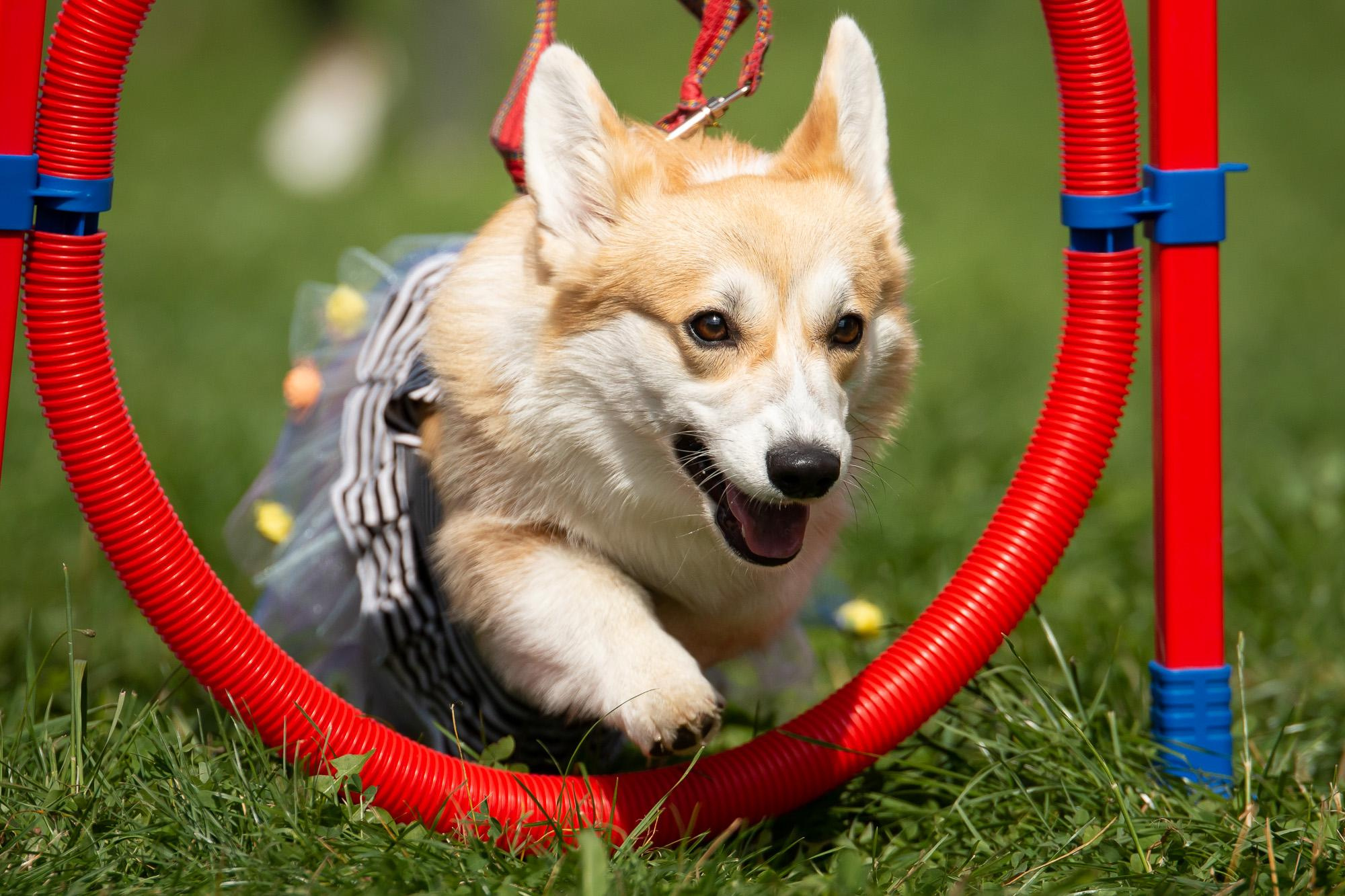 Репортаж с КоргиФеста в Гребнево. Фотограф анималист, семейный фотограф, фотограф собак Комратова Мария. г. Москва