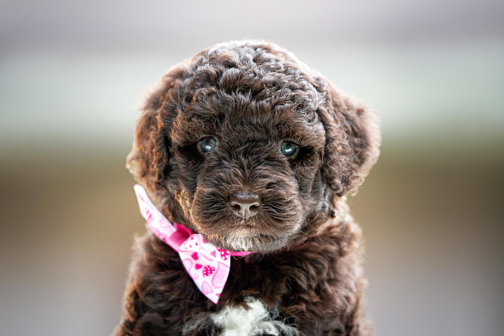 Испанские Водяные Собаки. Фотограф анималист, семейный фотограф, фотограф собак Комратова Мария. г. Москва
