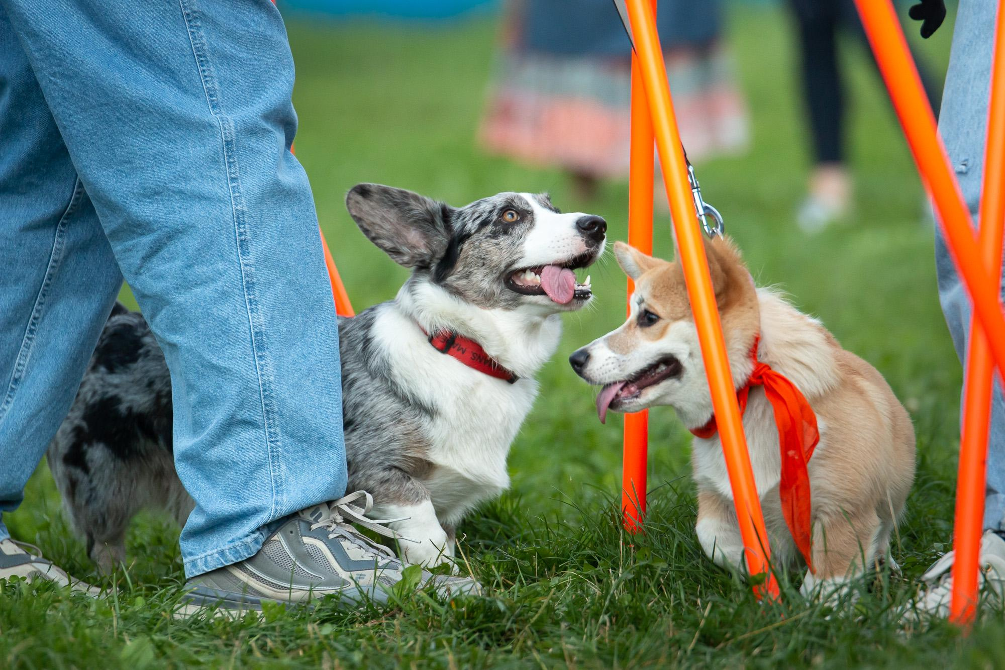 Репортаж с КоргиФеста в Гребнево. Фотограф анималист, семейный фотограф, фотограф собак Комратова Мария. г. Москва