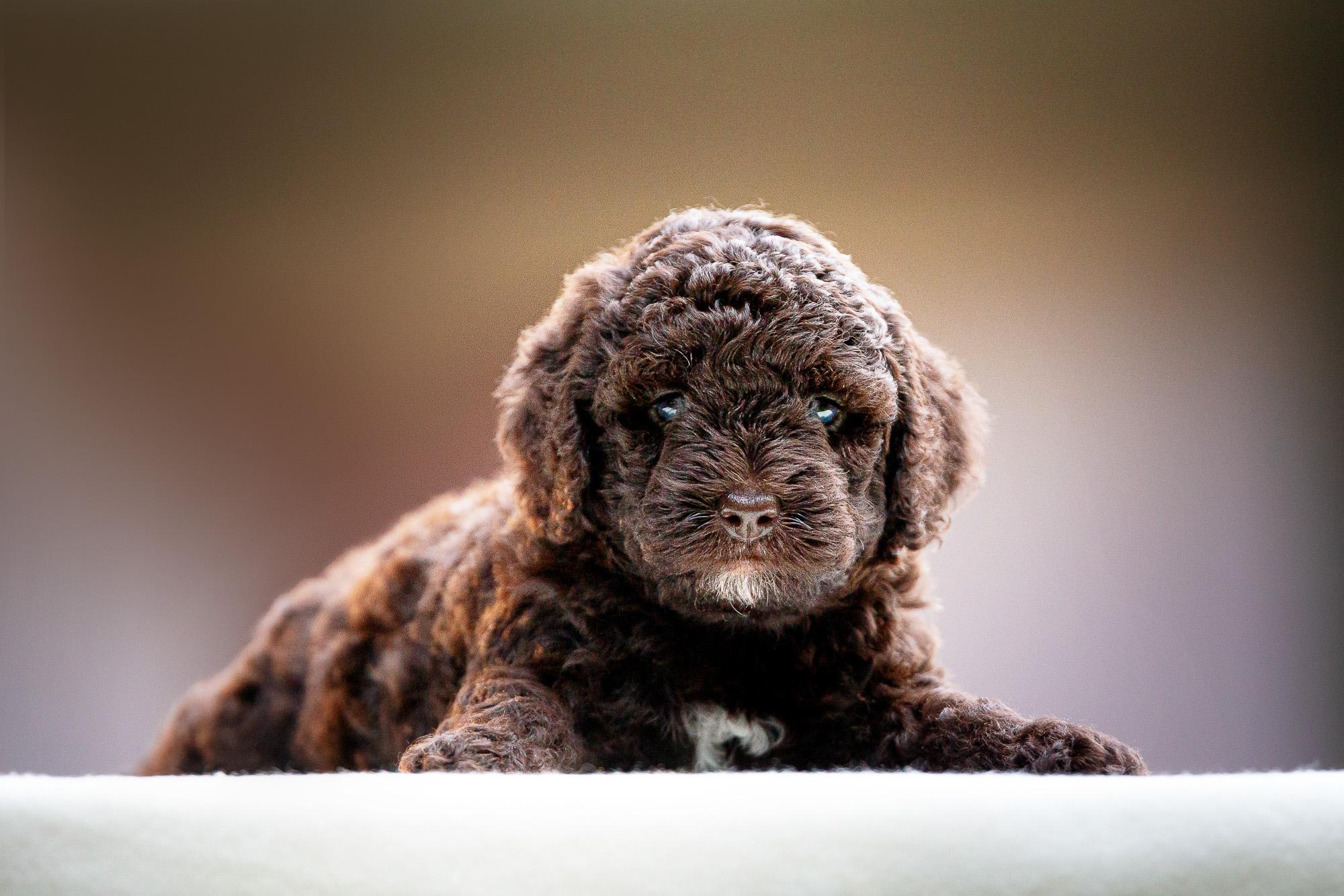 Испанские Водяные Собаки. Фотограф анималист, семейный фотограф, фотограф собак Комратова Мария. г. Москва