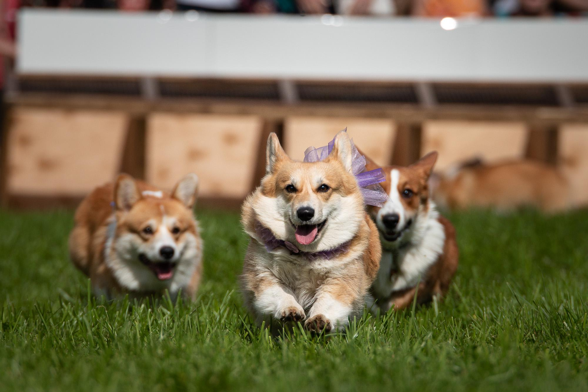 Репортаж с КоргиФеста в Гребнево. Фотограф анималист, семейный фотограф, фотограф собак Комратова Мария. г. Москва