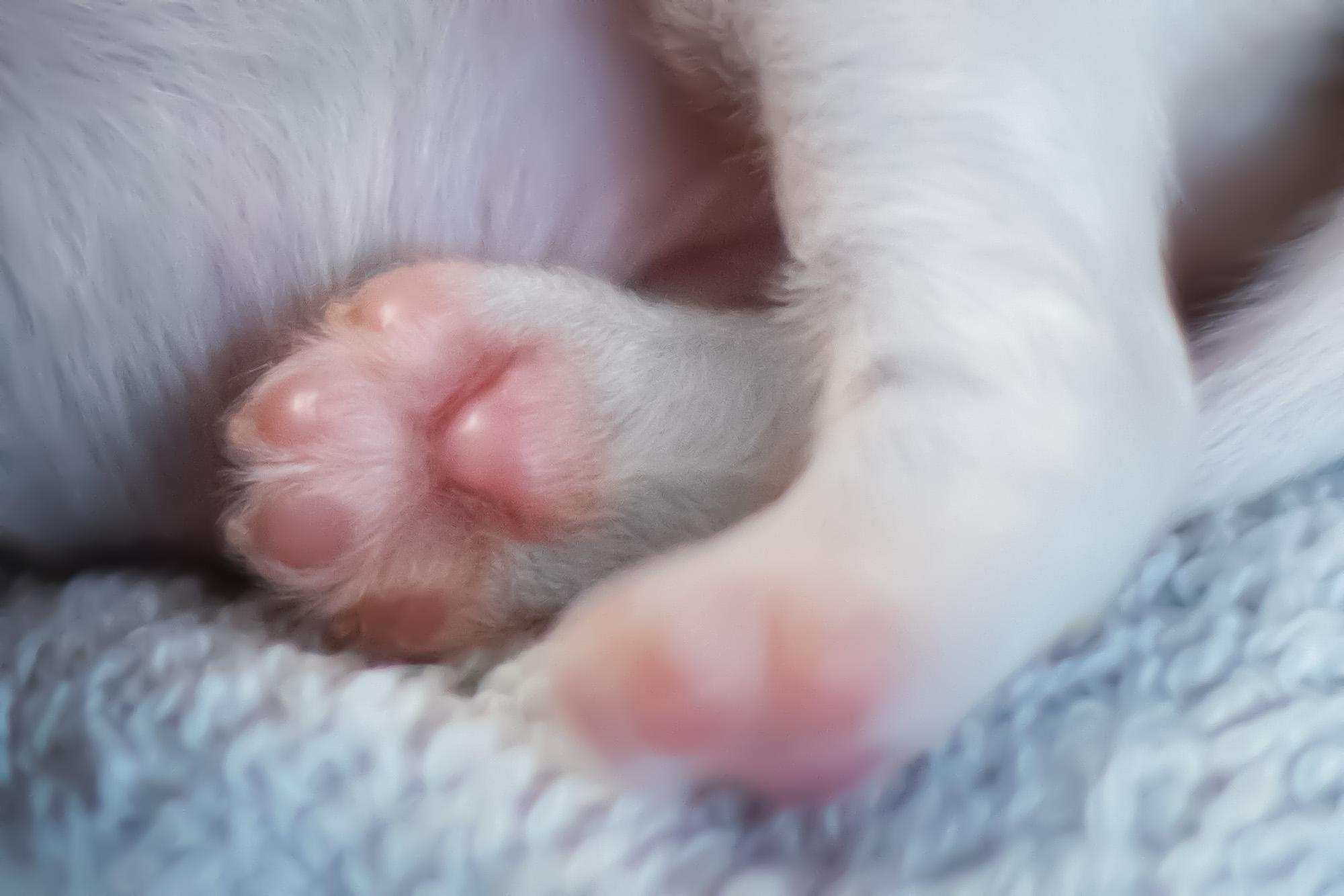 Съемка ньюборн, фото помета щенков папийона. Фотограф анималист, семейный фотограф, фотограф собак Комратова Мария. г. Москва