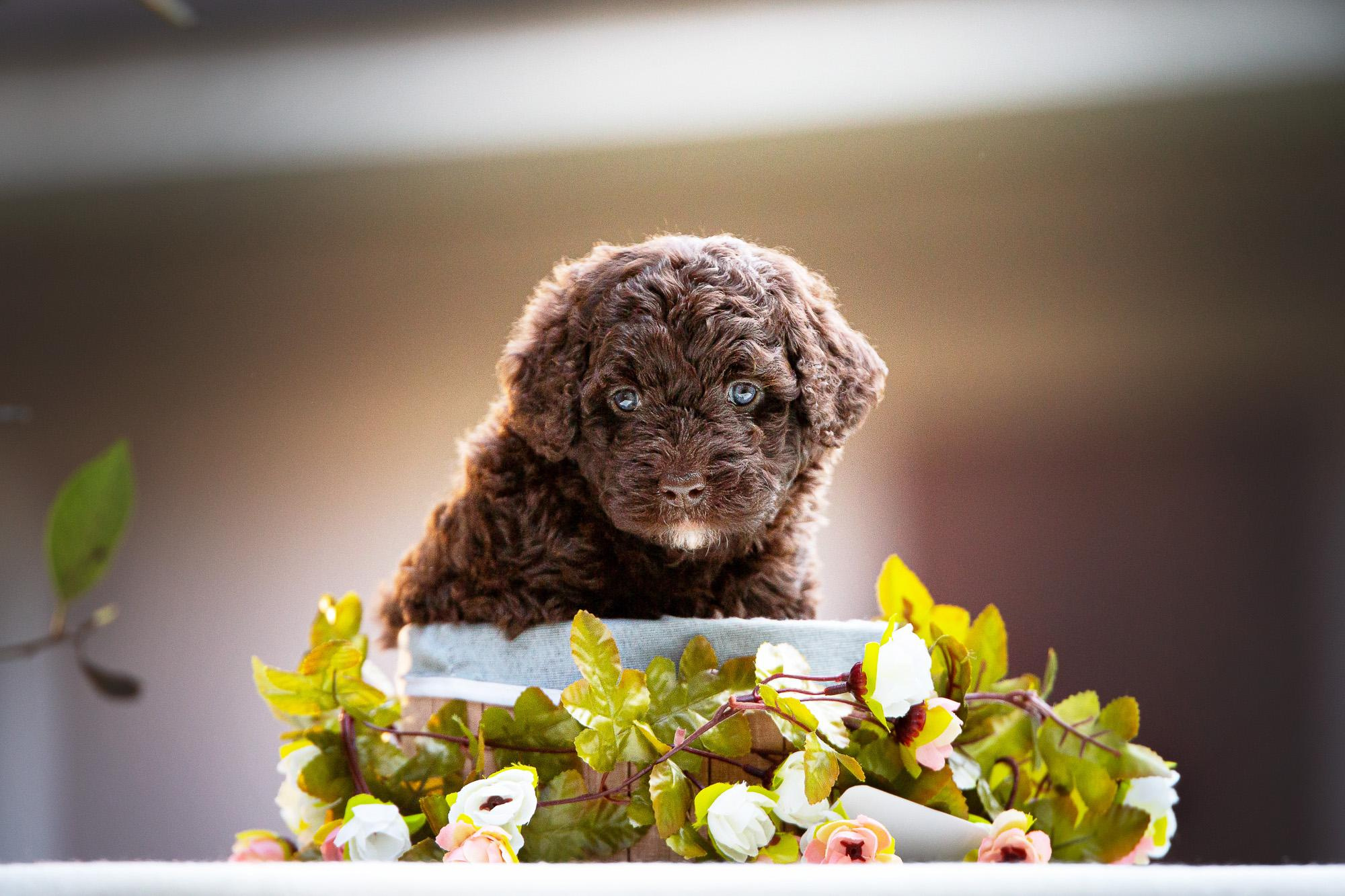 Испанские Водяные Собаки. Фотограф анималист, семейный фотограф, фотограф собак Комратова Мария. г. Москва