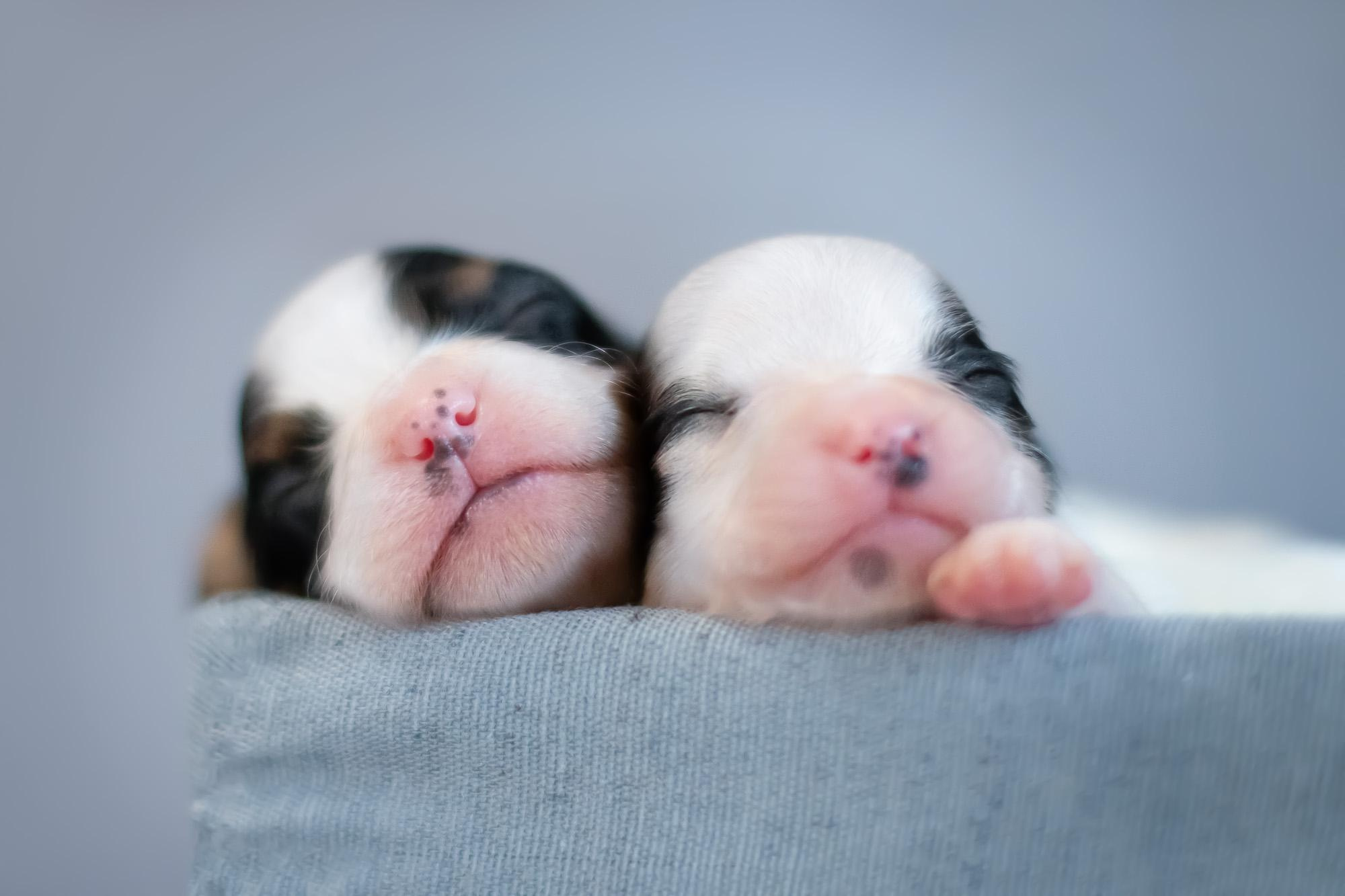 Съемка ньюборн, фото помета щенков папийона. Фотограф анималист, семейный фотограф, фотограф собак Комратова Мария. г. Москва