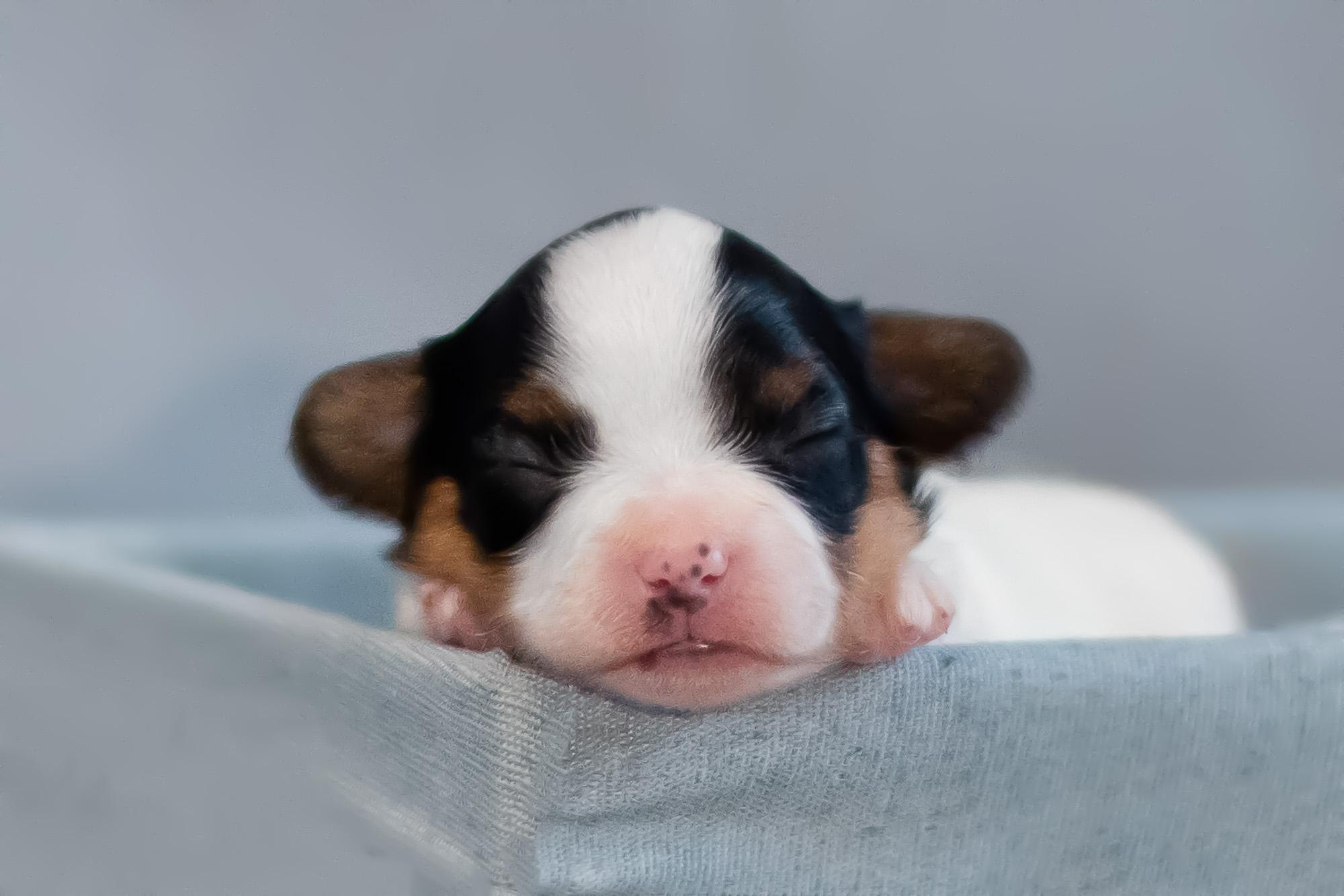 Съемка ньюборн, фото помета щенков папийона. Фотограф анималист, семейный фотограф, фотограф собак Комратова Мария. г. Москва