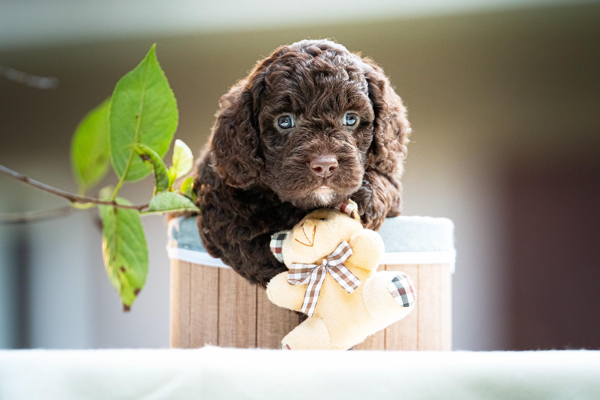 Испанские Водяные Собаки. Фотограф анималист, семейный фотограф, фотограф собак Комратова Мария. г. Москва
