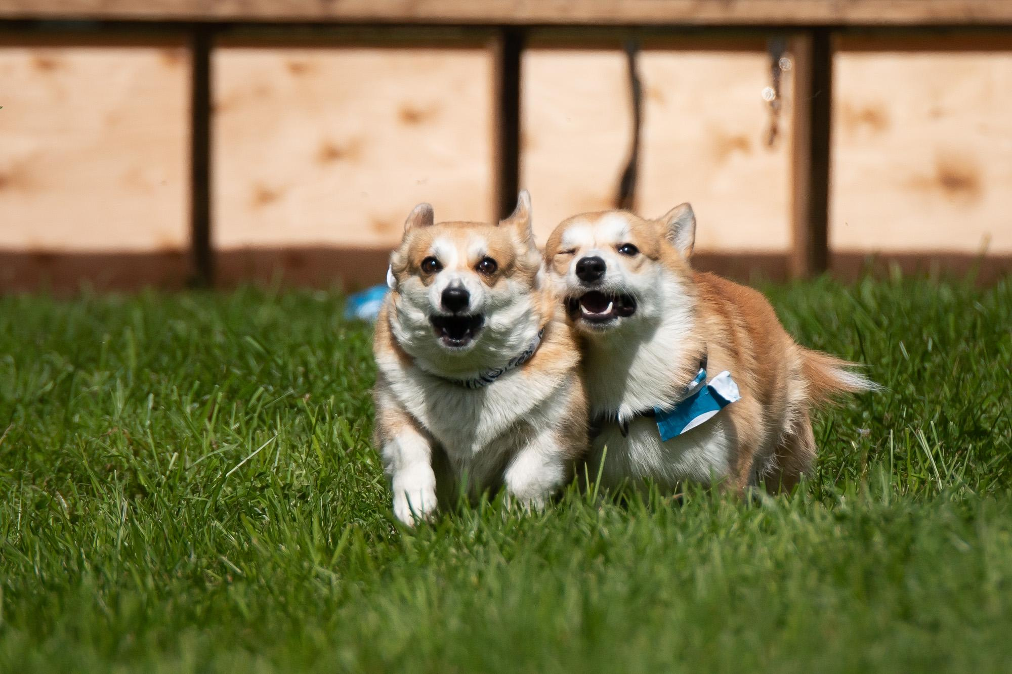 Репортаж с КоргиФеста в Гребнево. Фотограф анималист, семейный фотограф, фотограф собак Комратова Мария. г. Москва