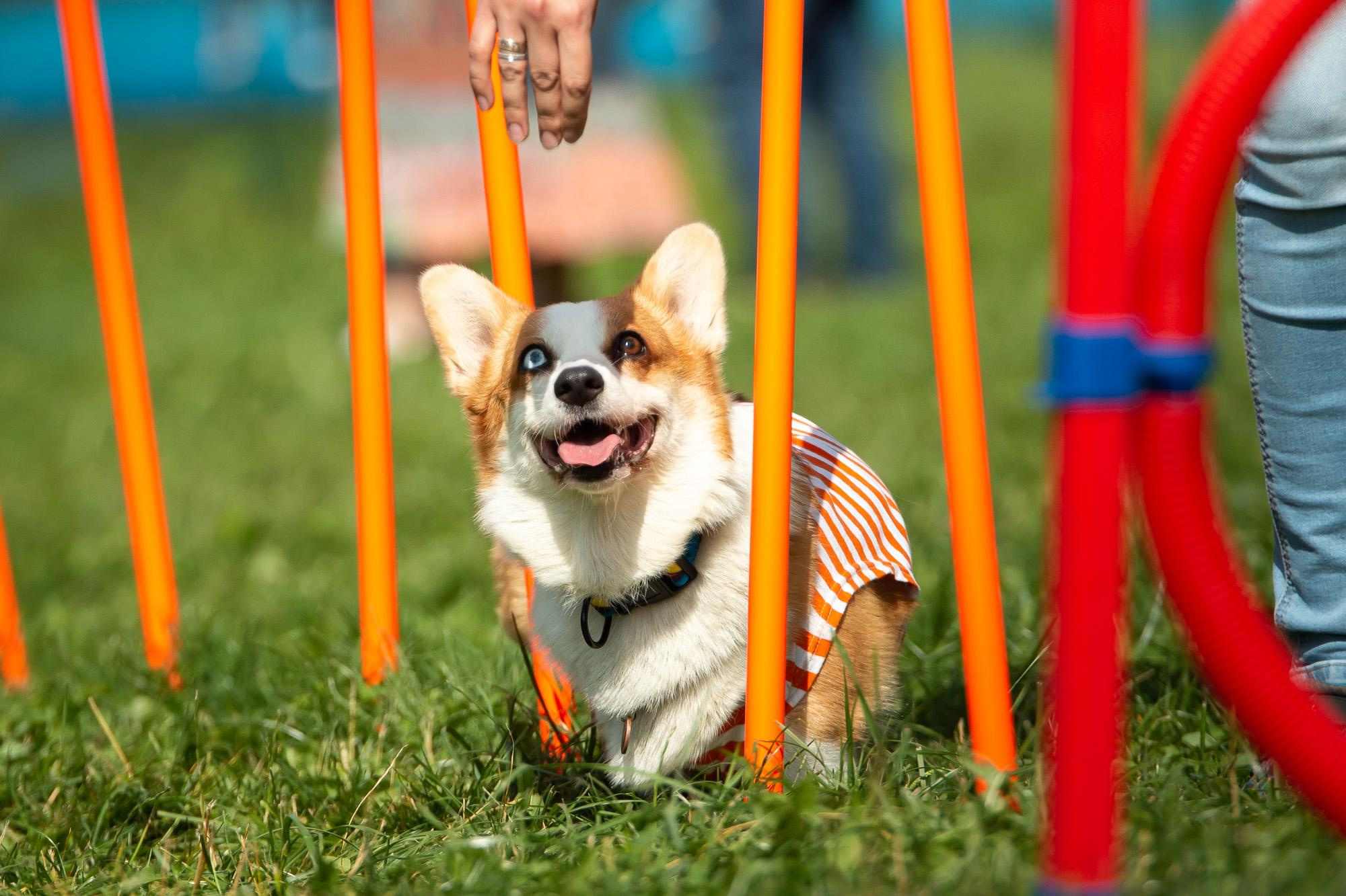 Репортаж с КоргиФеста в Гребнево. Фотограф анималист, семейный фотограф, фотограф собак Комратова Мария. г. Москва