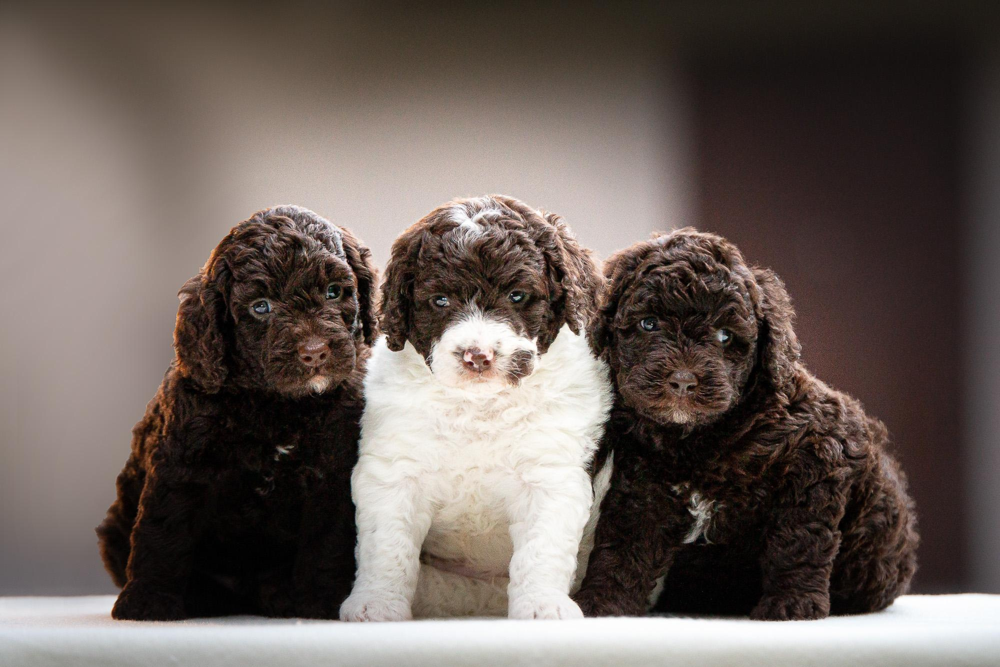Испанские Водяные Собаки. Фотограф анималист, семейный фотограф, фотограф собак Комратова Мария. г. Москва