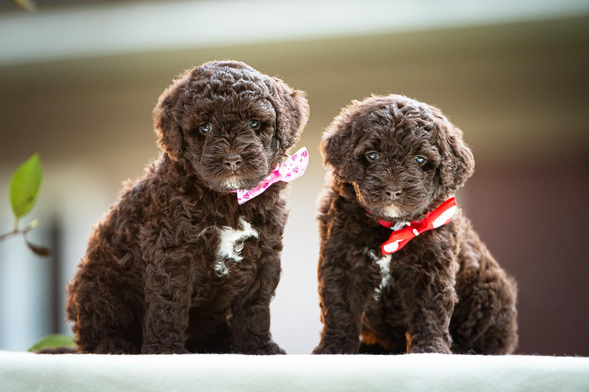 Испанские Водяные Собаки. Фотограф анималист, семейный фотограф, фотограф собак Комратова Мария. г. Москва