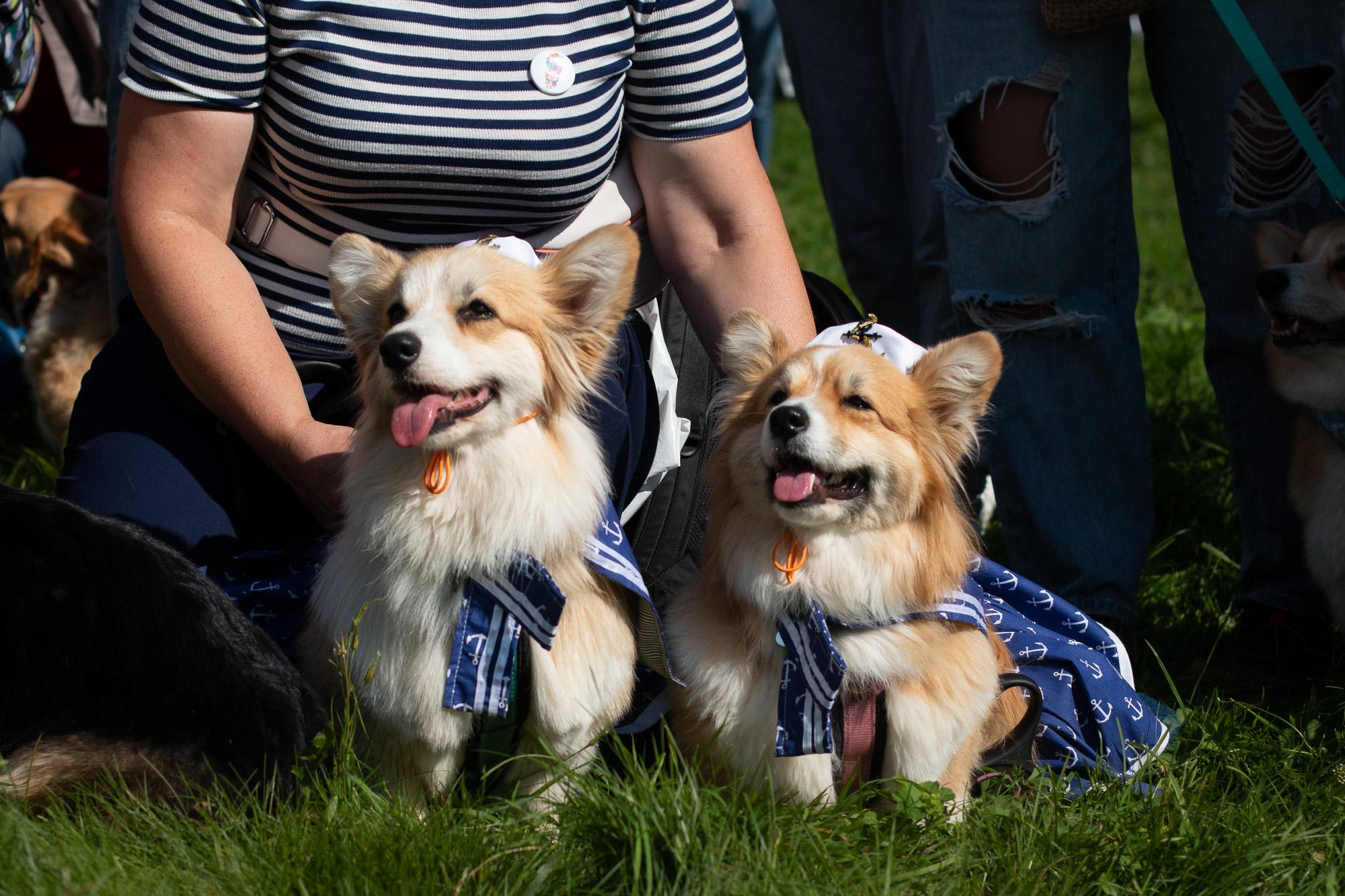Репортаж с КоргиФеста в Гребнево. Фотограф анималист, семейный фотограф, фотограф собак Комратова Мария. г. Москва