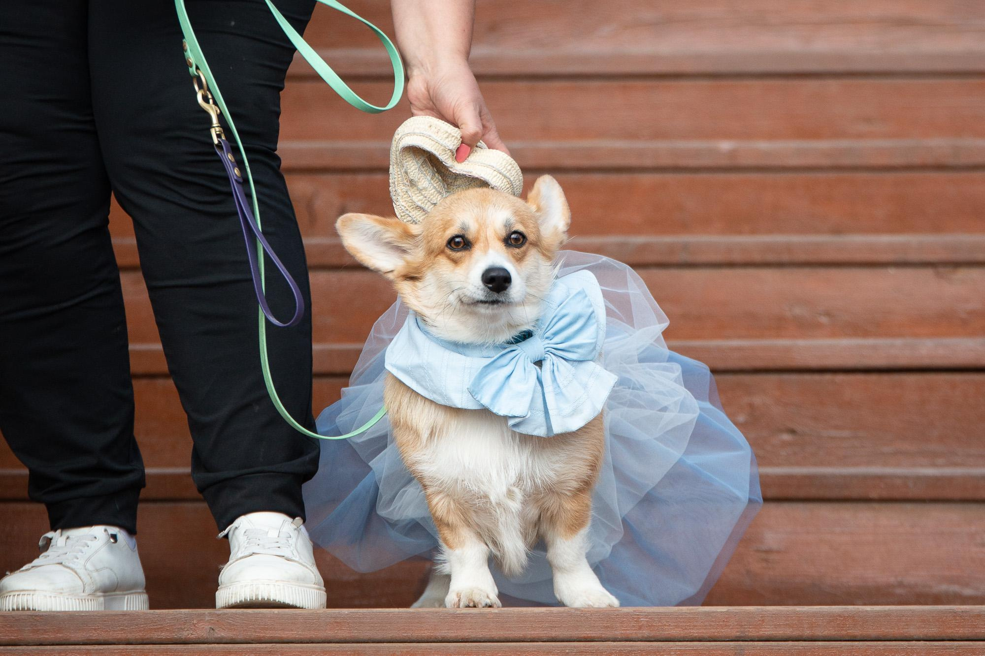 Репортаж с КоргиФеста в Гребнево. Фотограф анималист, семейный фотограф, фотограф собак Комратова Мария. г. Москва