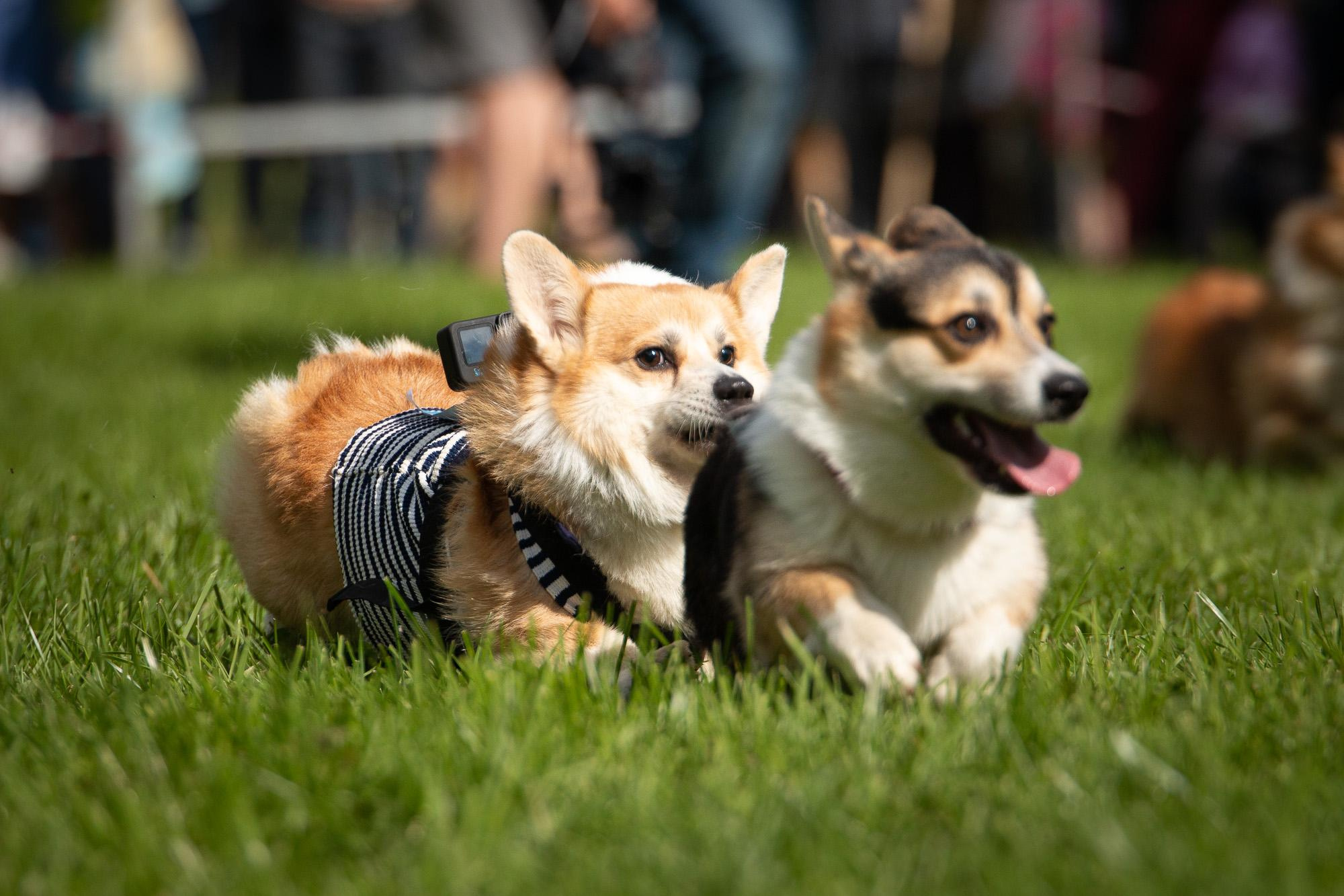Репортаж с КоргиФеста в Гребнево. Фотограф анималист, семейный фотограф, фотограф собак Комратова Мария. г. Москва