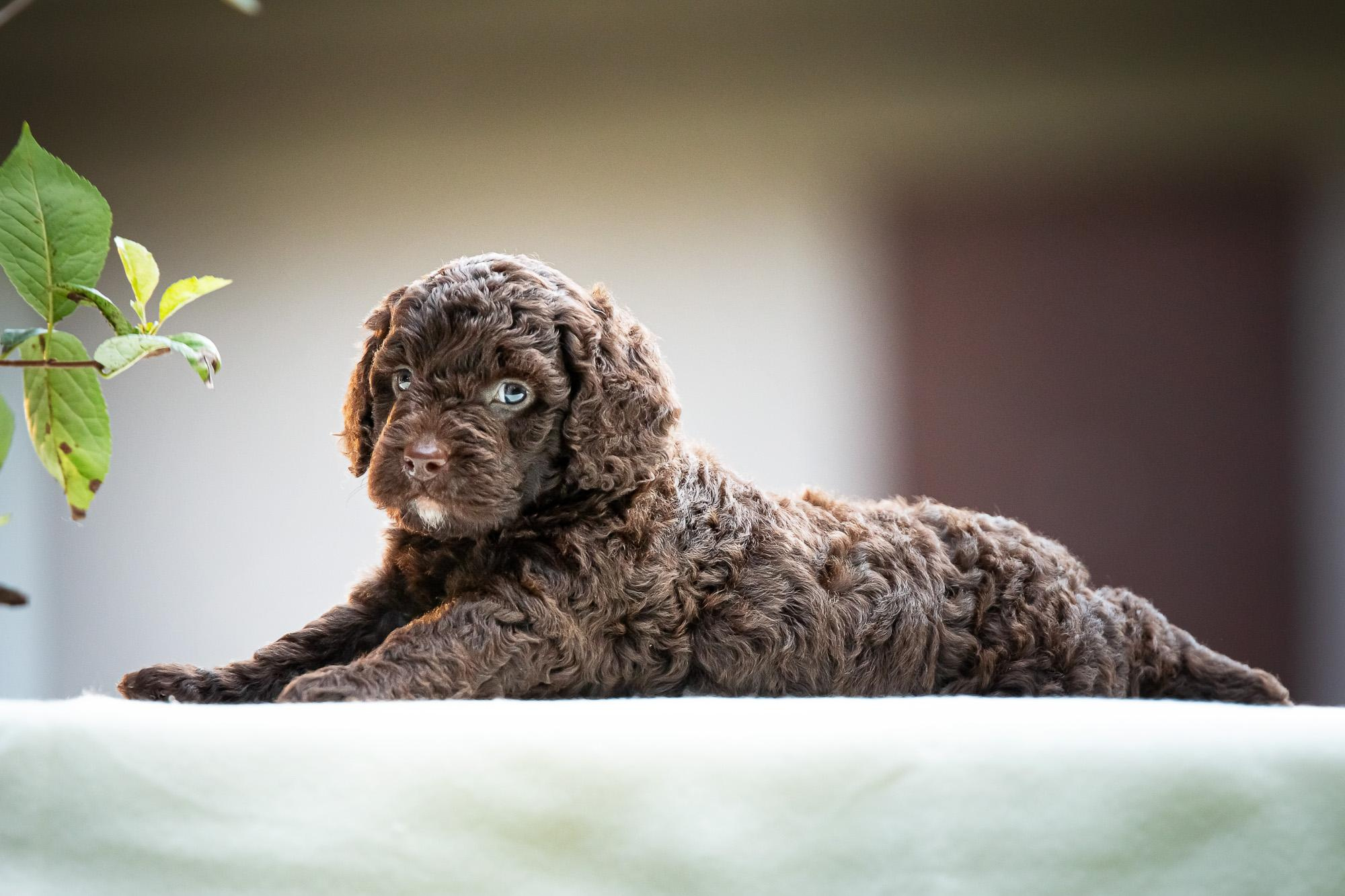 Испанские Водяные Собаки. Фотограф анималист, семейный фотограф, фотограф собак Комратова Мария. г. Москва