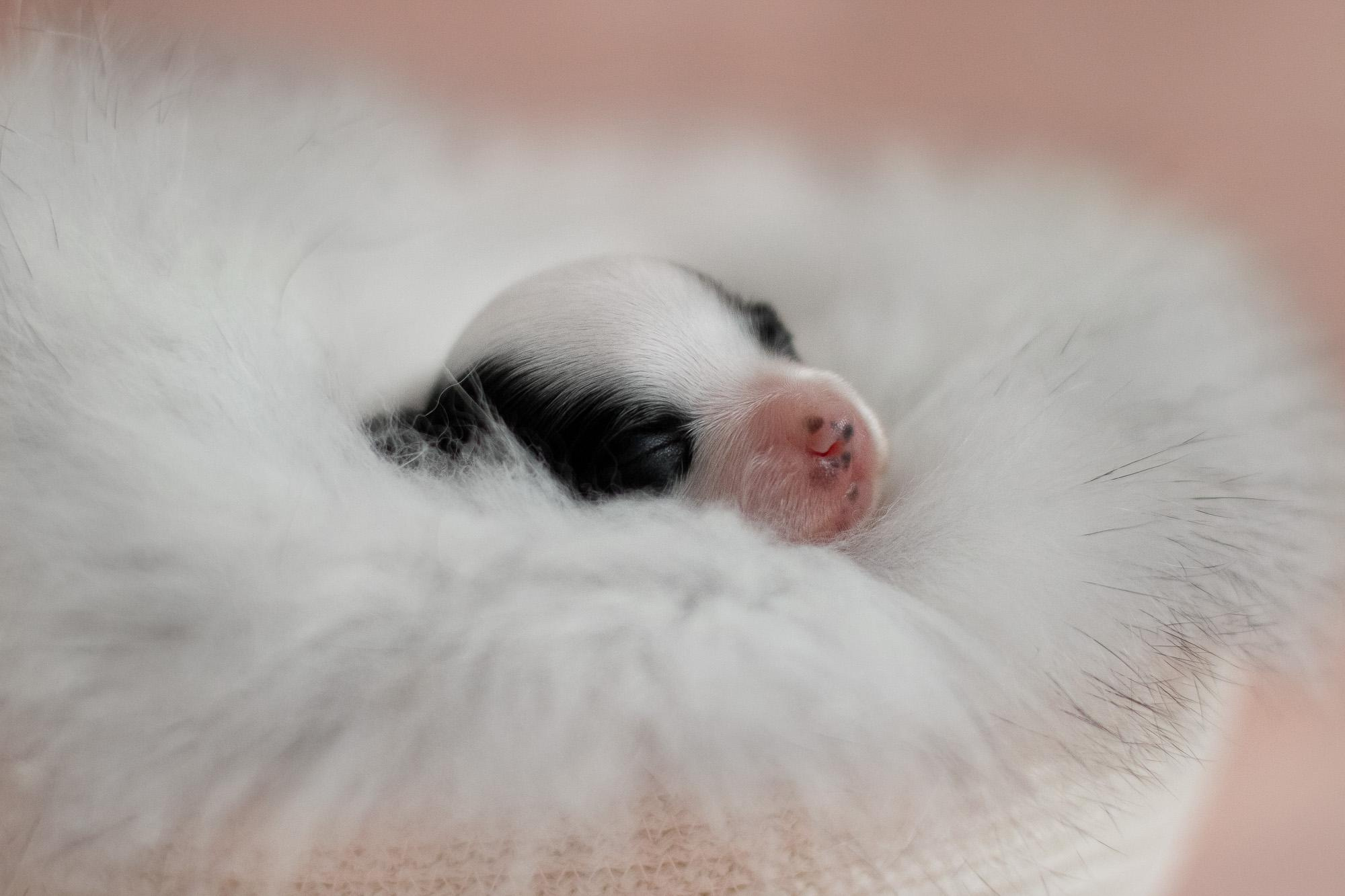 Съемка ньюборн, фото помета щенков папийона. Фотограф анималист, семейный фотограф, фотограф собак Комратова Мария. г. Москва