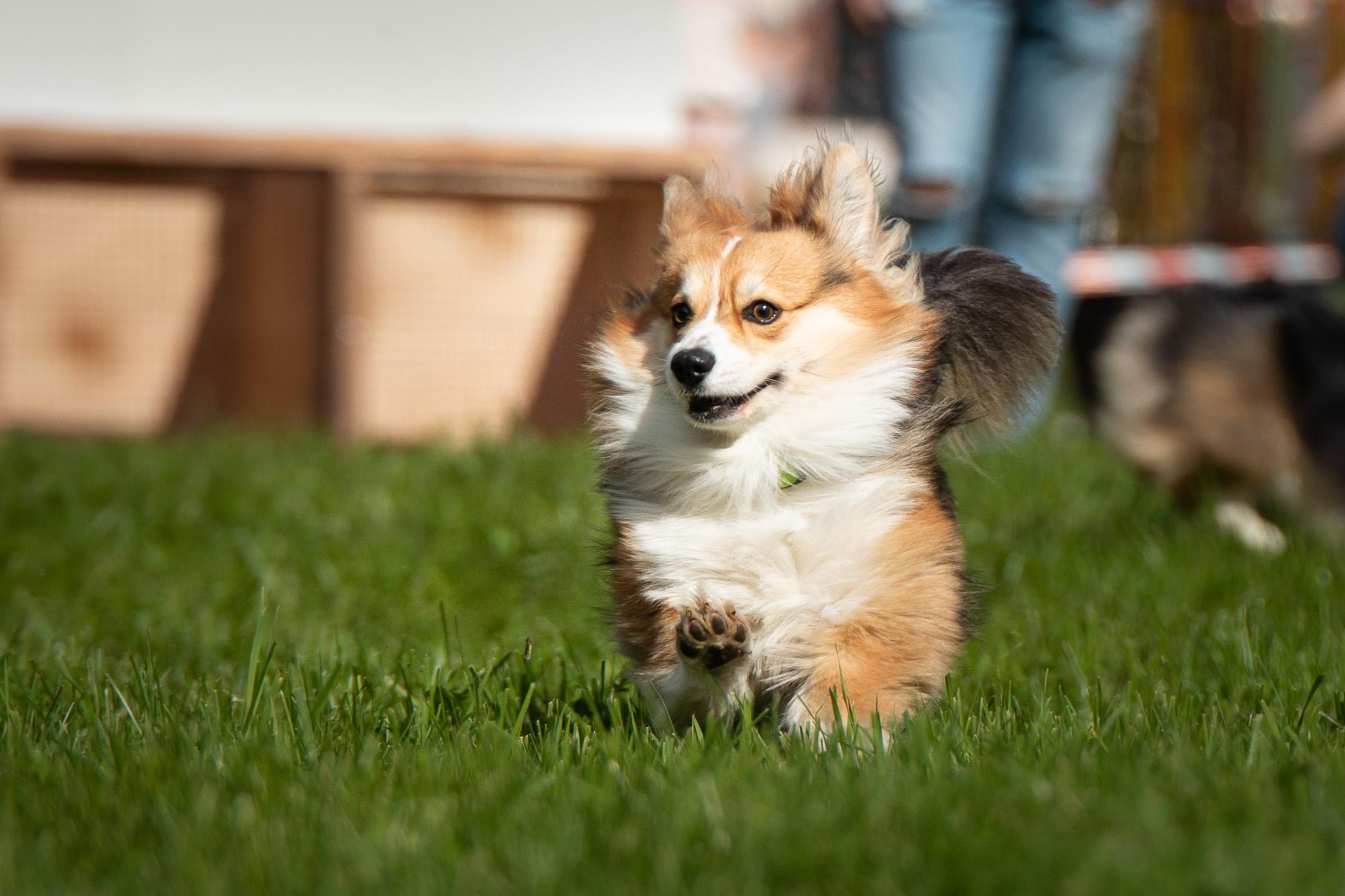 Репортаж с КоргиФеста в Гребнево. Фотограф анималист, семейный фотограф, фотограф собак Комратова Мария. г. Москва