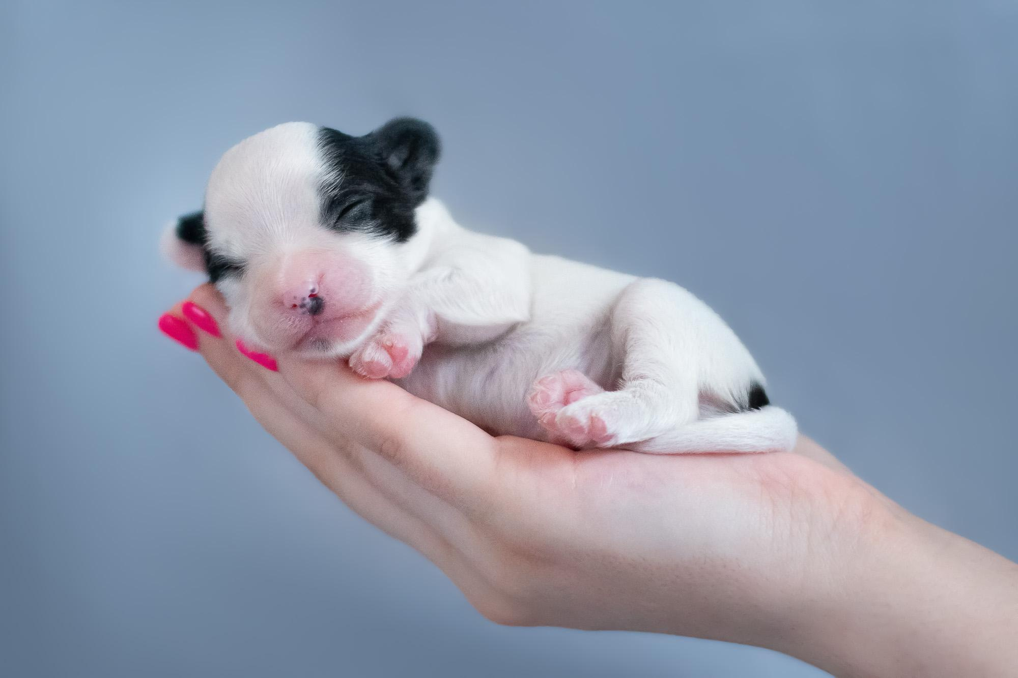 Съемка ньюборн, фото помета щенков папийона. Фотограф анималист, семейный фотограф, фотограф собак Комратова Мария. г. Москва