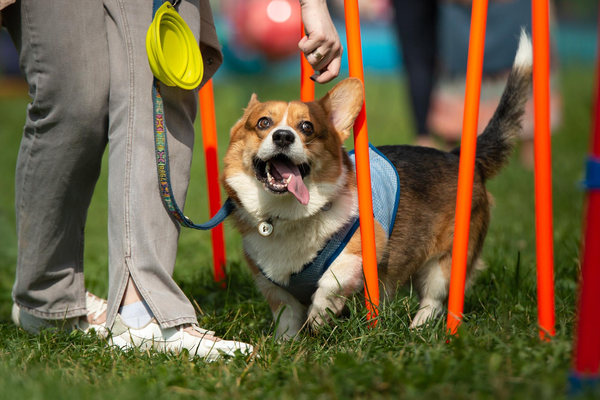 Репортаж с КоргиФеста в Гребнево. Фотограф анималист, семейный фотограф, фотограф собак Комратова Мария. г. Москва