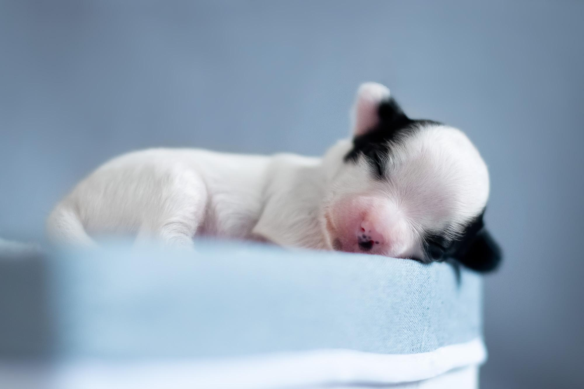 Съемка ньюборн, фото помета щенков папийона. Фотограф анималист, семейный фотограф, фотограф собак Комратова Мария. г. Москва