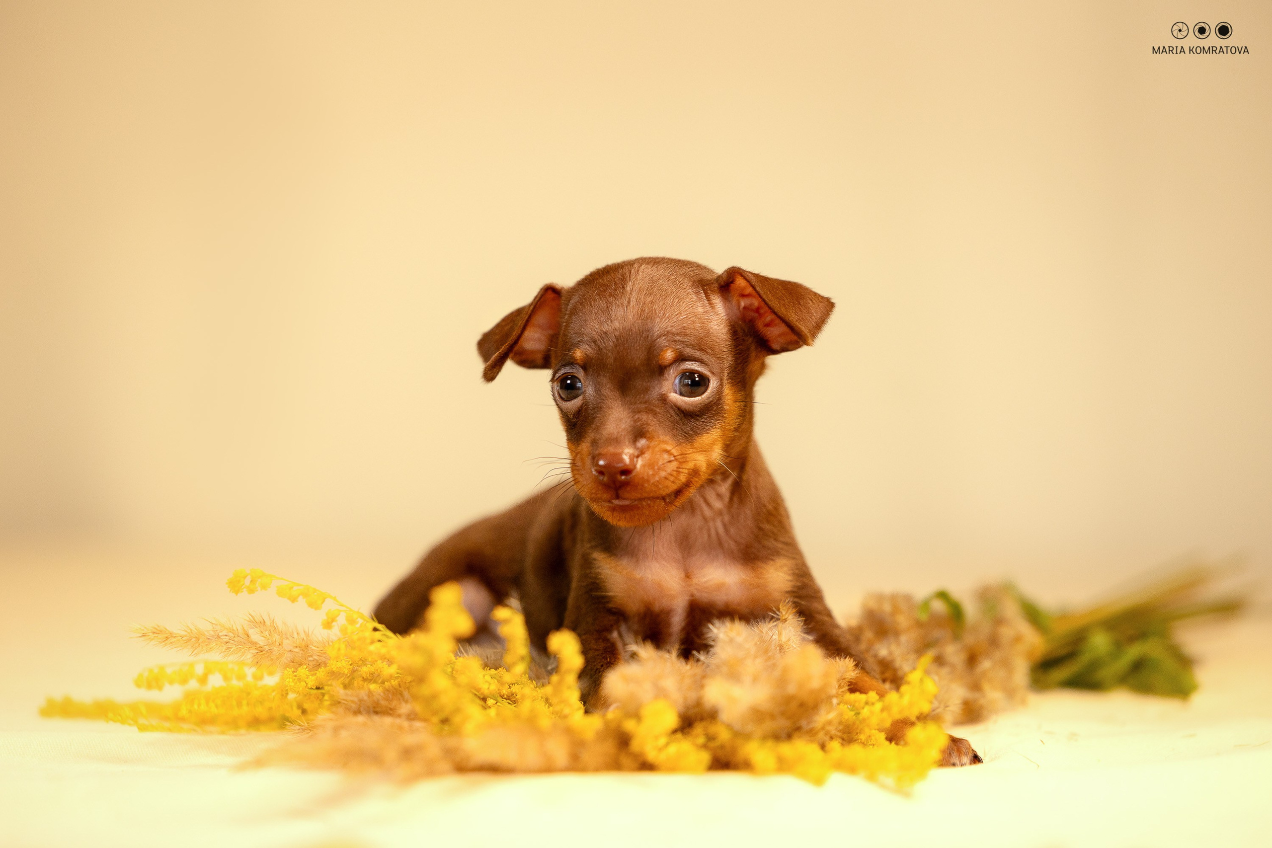 фотосъемка щенков