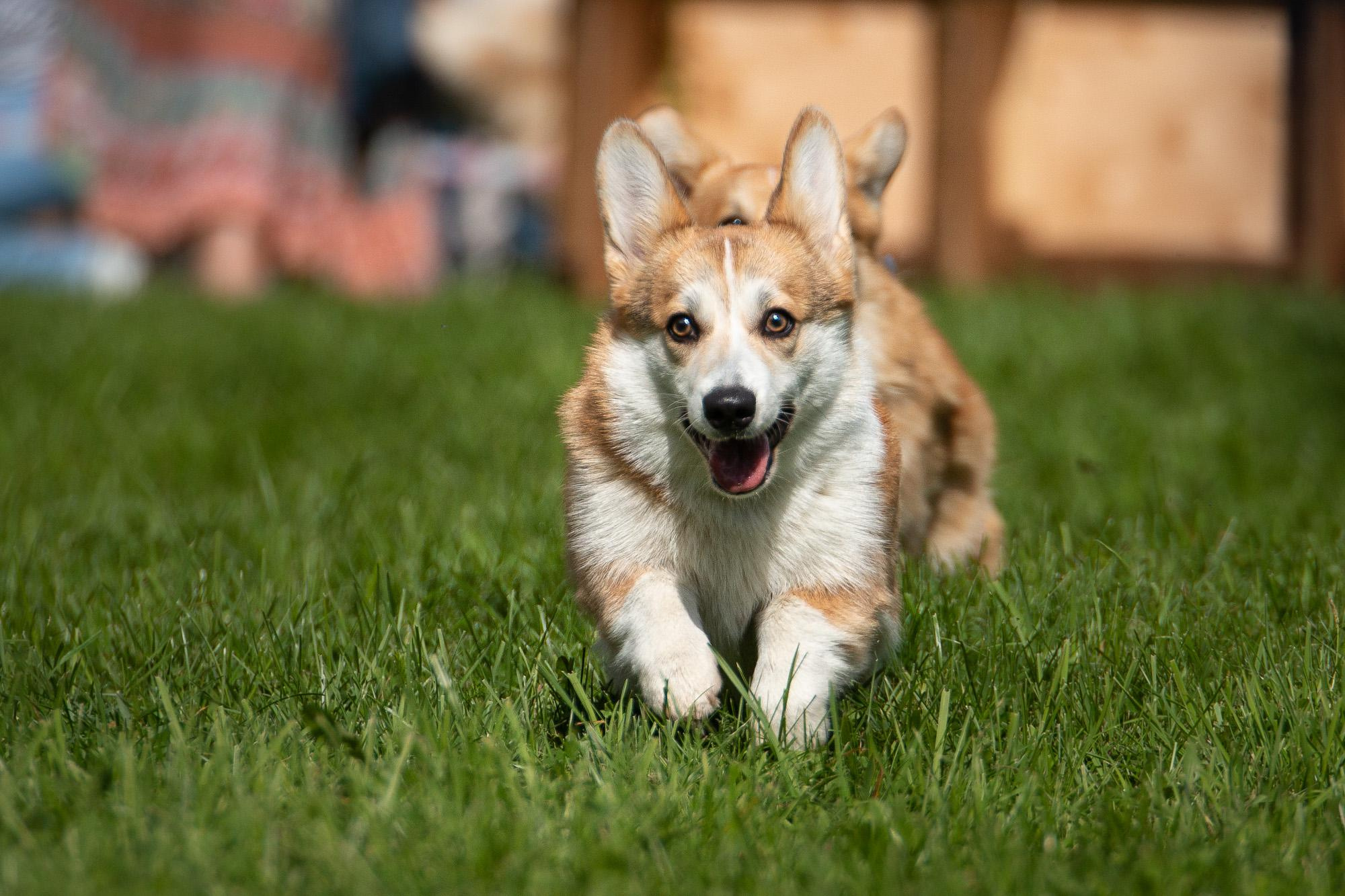 Репортаж с КоргиФеста в Гребнево. Фотограф анималист, семейный фотограф, фотограф собак Комратова Мария. г. Москва