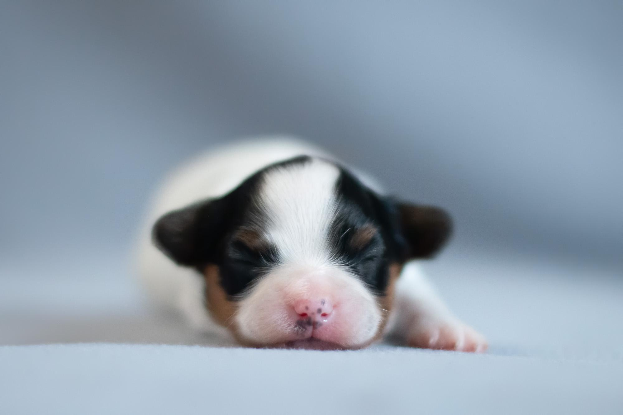 Съемка ньюборн, фото помета щенков папийона. Фотограф анималист, семейный фотограф, фотограф собак Комратова Мария. г. Москва