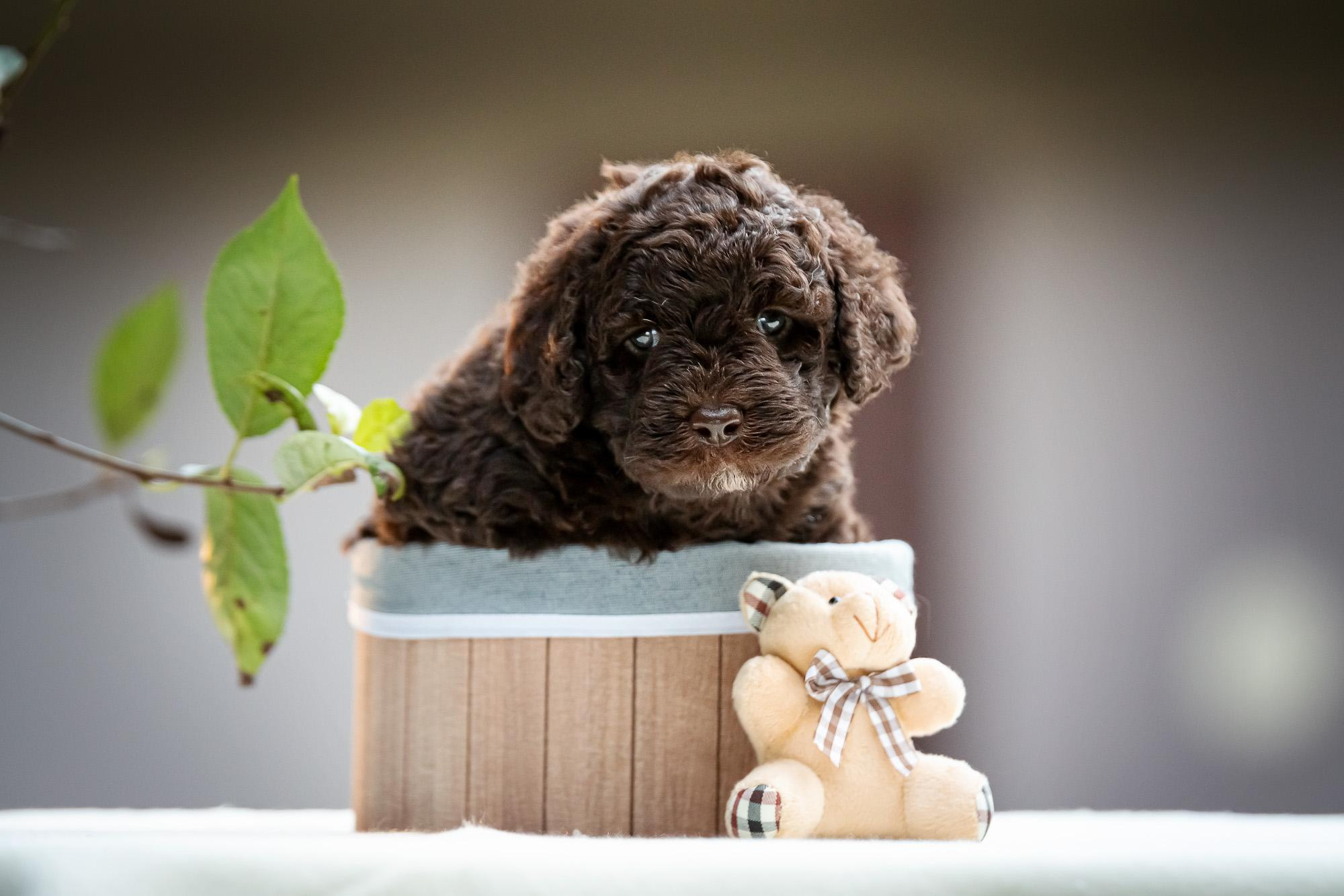 Испанские Водяные Собаки. Фотограф анималист, семейный фотограф, фотограф собак Комратова Мария. г. Москва