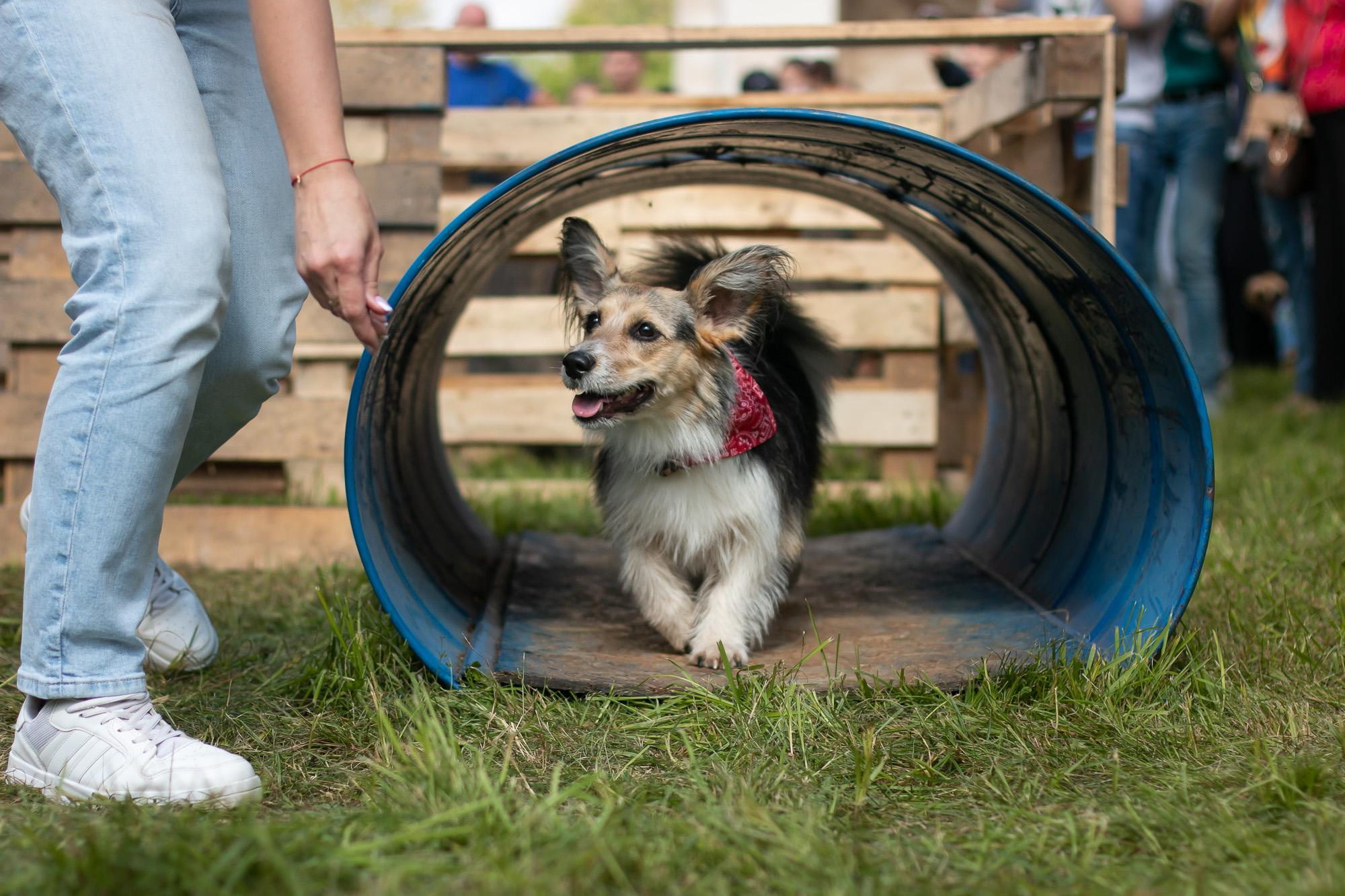 Репортаж с КоргиФеста в Гребнево. Фотограф анималист, семейный фотограф, фотограф собак Комратова Мария. г. Москва