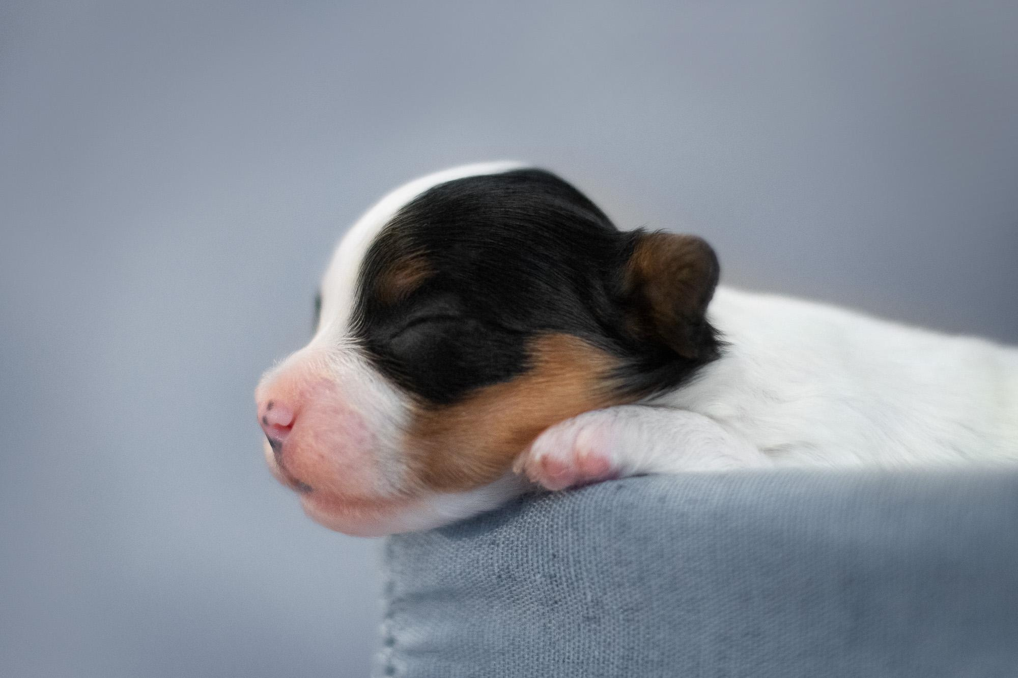 Съемка ньюборн, фото помета щенков папийона. Фотограф анималист, семейный фотограф, фотограф собак Комратова Мария. г. Москва