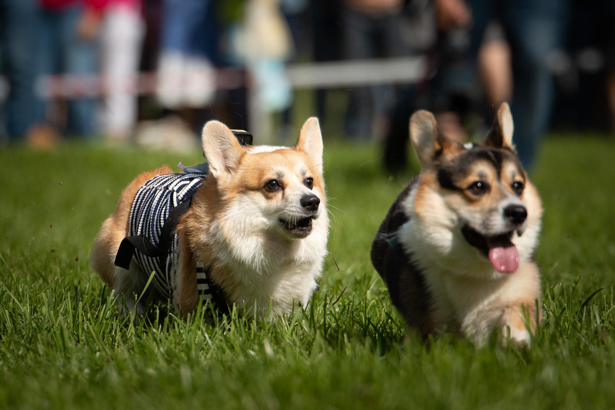 Репортаж с КоргиФеста в Гребнево. Фотограф анималист, семейный фотограф, фотограф собак Комратова Мария. г. Москва