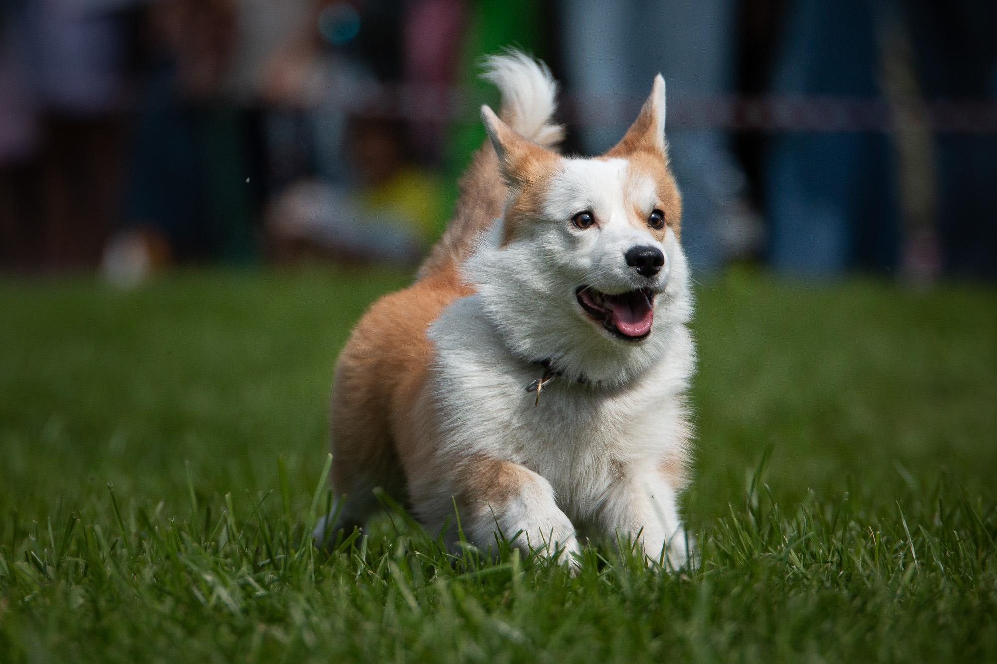 Репортаж с КоргиФеста в Гребнево. Фотограф анималист, семейный фотограф, фотограф собак Комратова Мария. г. Москва