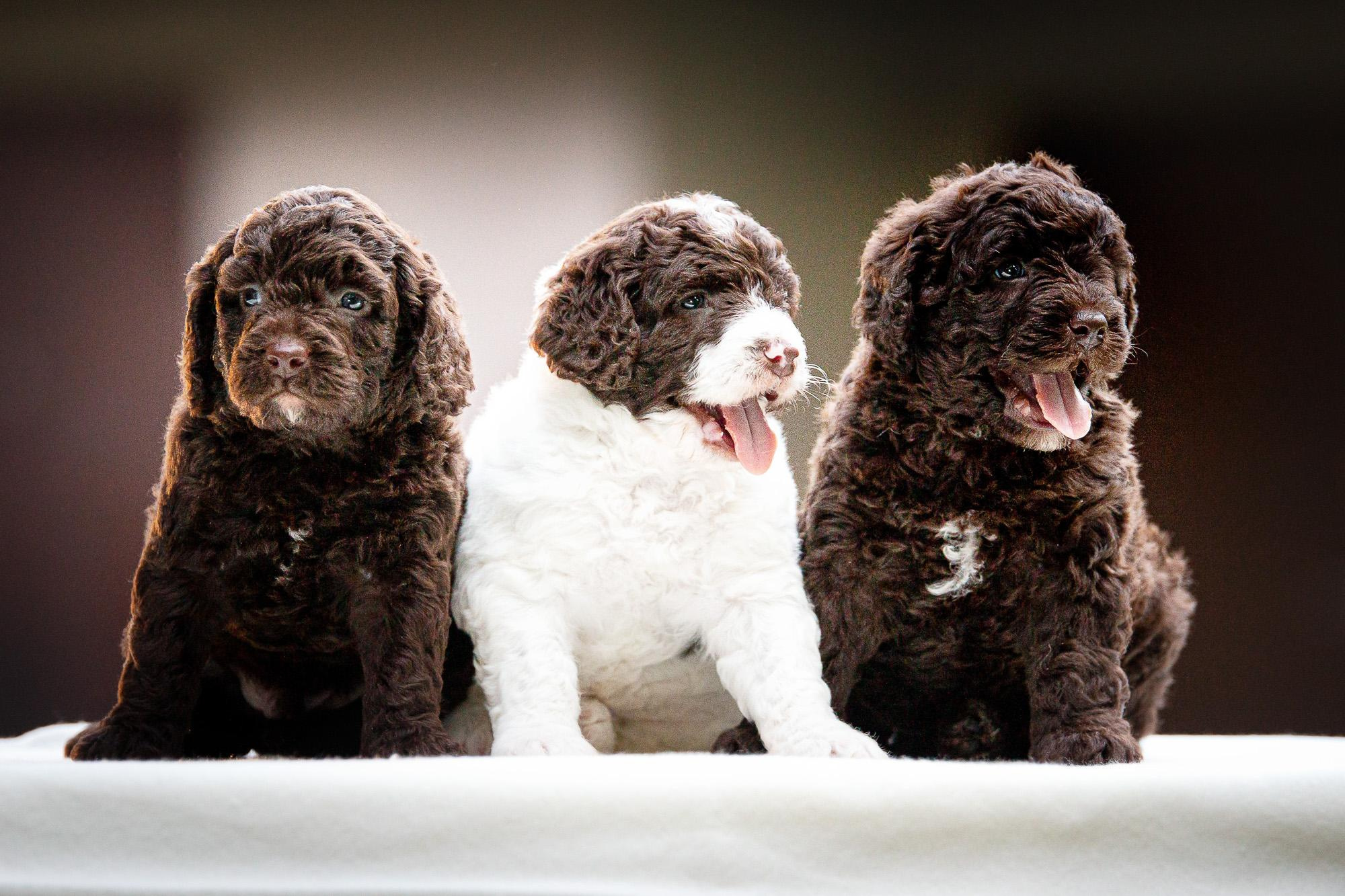 Испанские Водяные Собаки. Фотограф анималист, семейный фотограф, фотограф собак Комратова Мария. г. Москва