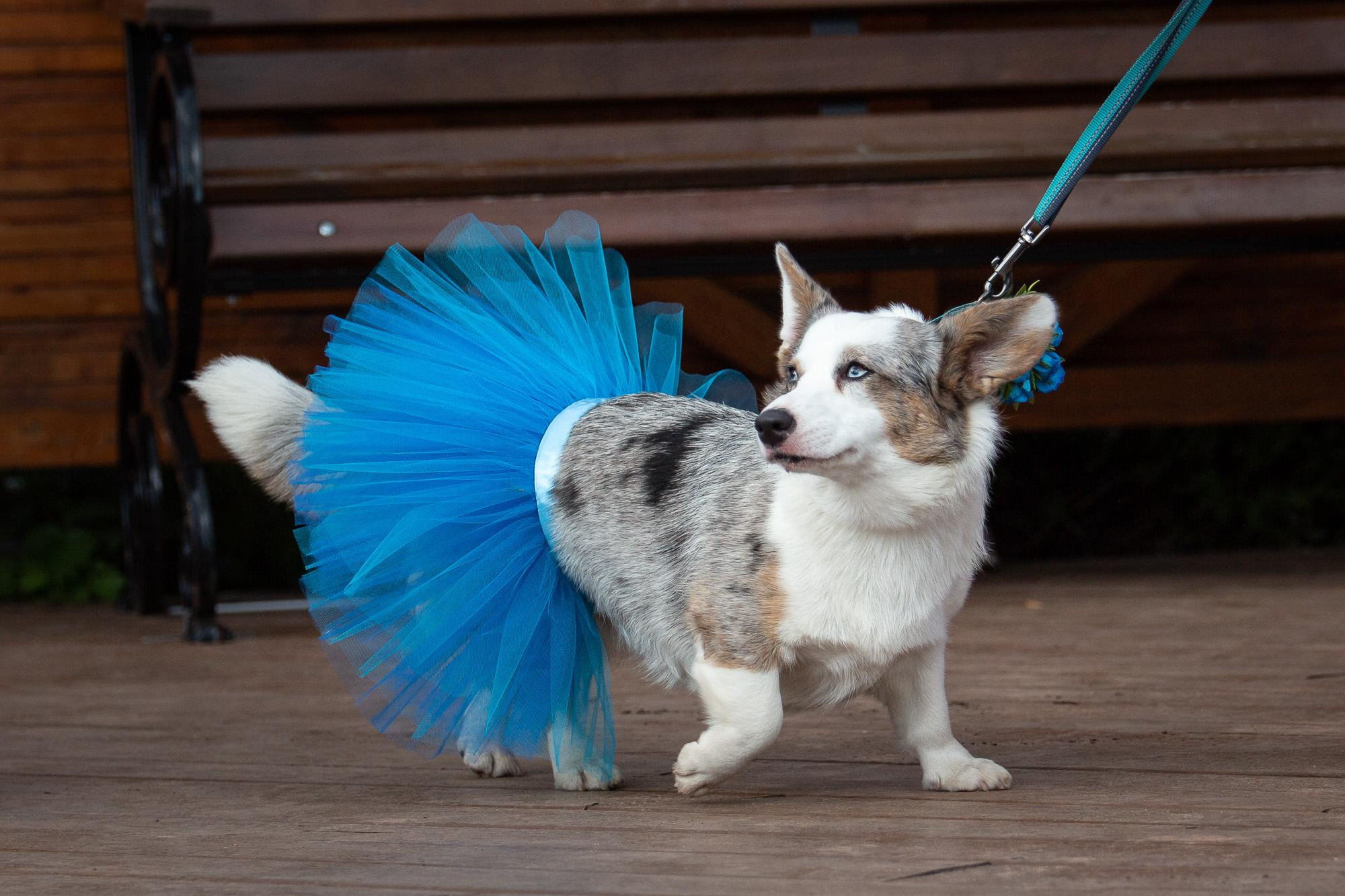 Репортаж с КоргиФеста в Гребнево. Фотограф анималист, семейный фотограф, фотограф собак Комратова Мария. г. Москва