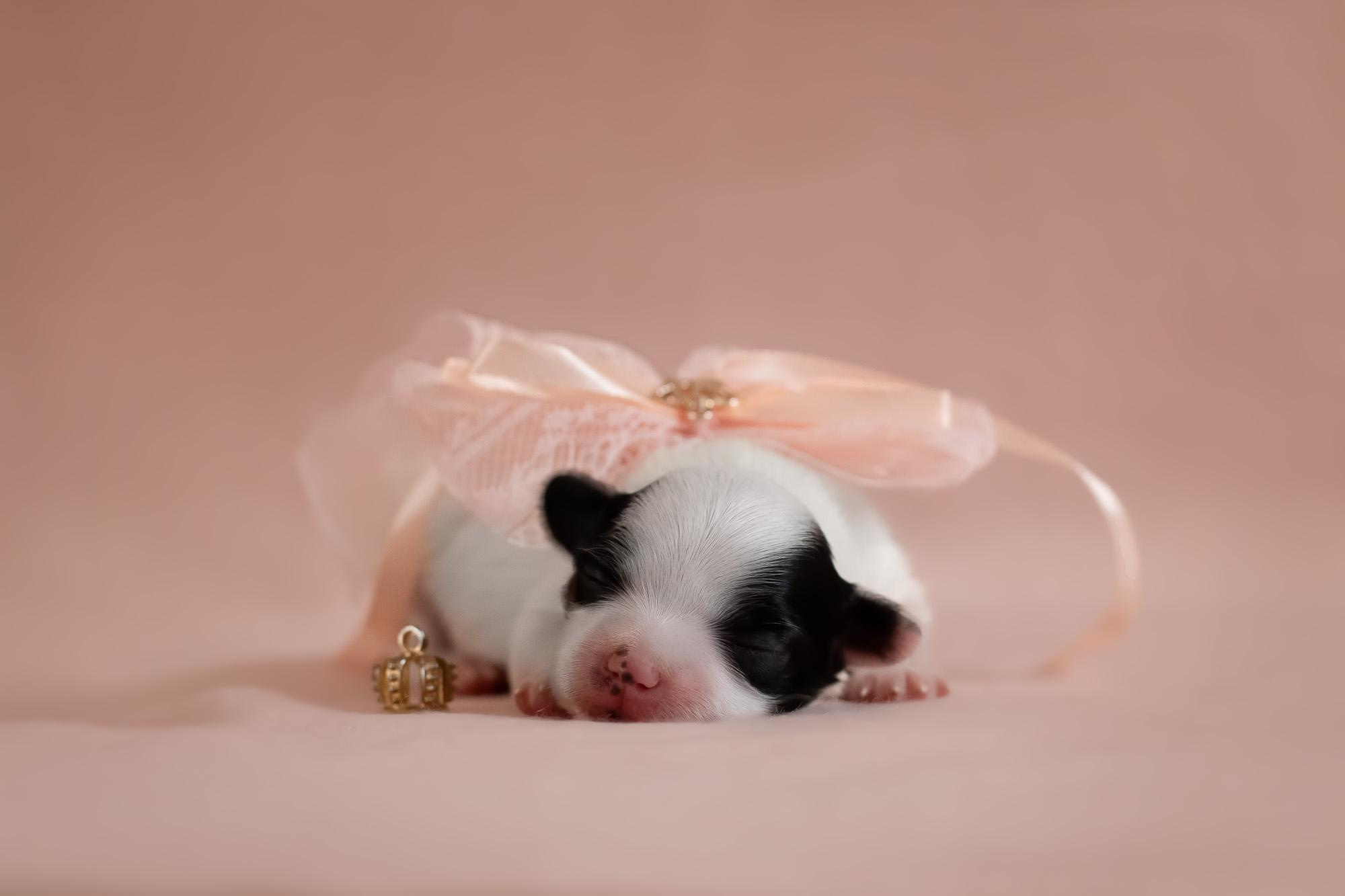 Съемка ньюборн, фото помета щенков папийона. Фотограф анималист, семейный фотограф, фотограф собак Комратова Мария. г. Москва