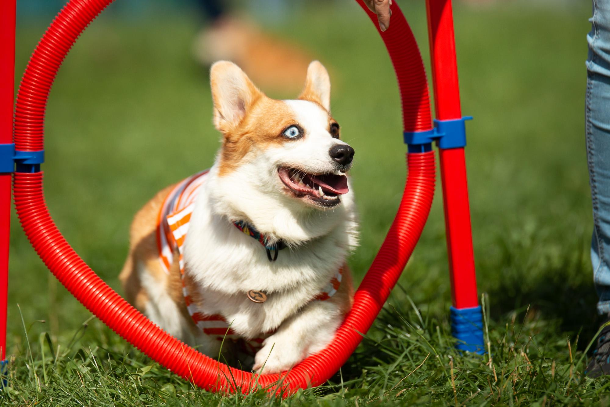 Репортаж с КоргиФеста в Гребнево. Фотограф анималист, семейный фотограф, фотограф собак Комратова Мария. г. Москва